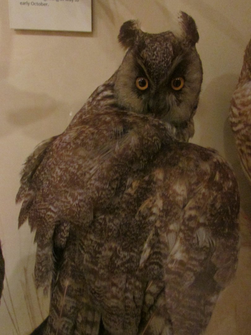 Birds of DC Case 14 Long Eared Owl