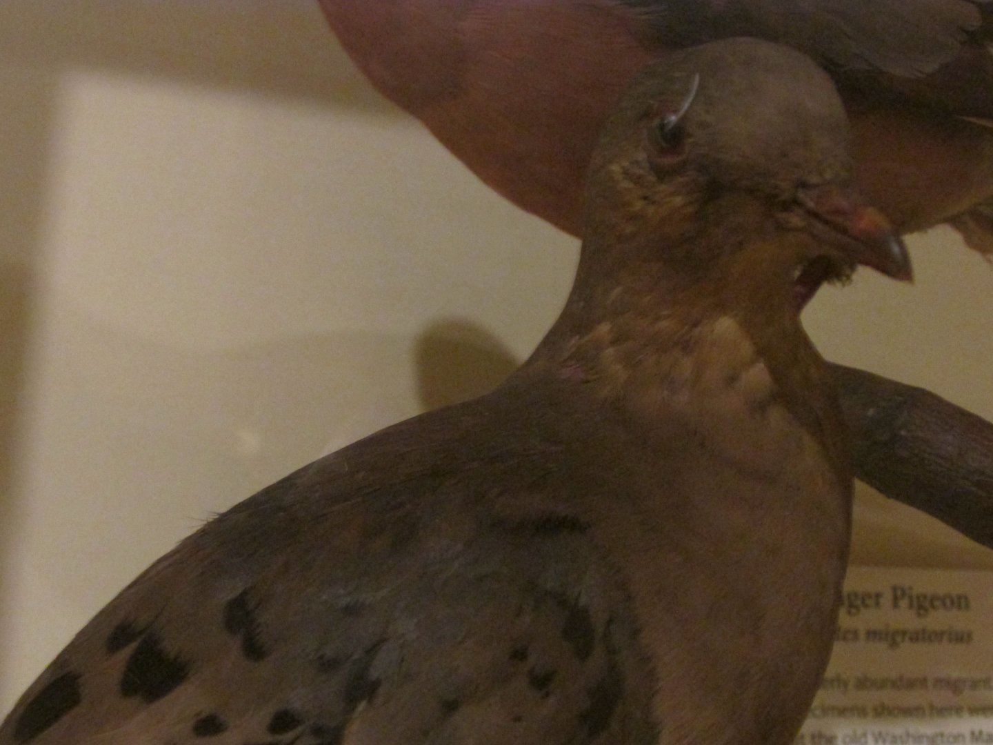 Birds of DC Case 14 Passenger Pigeon