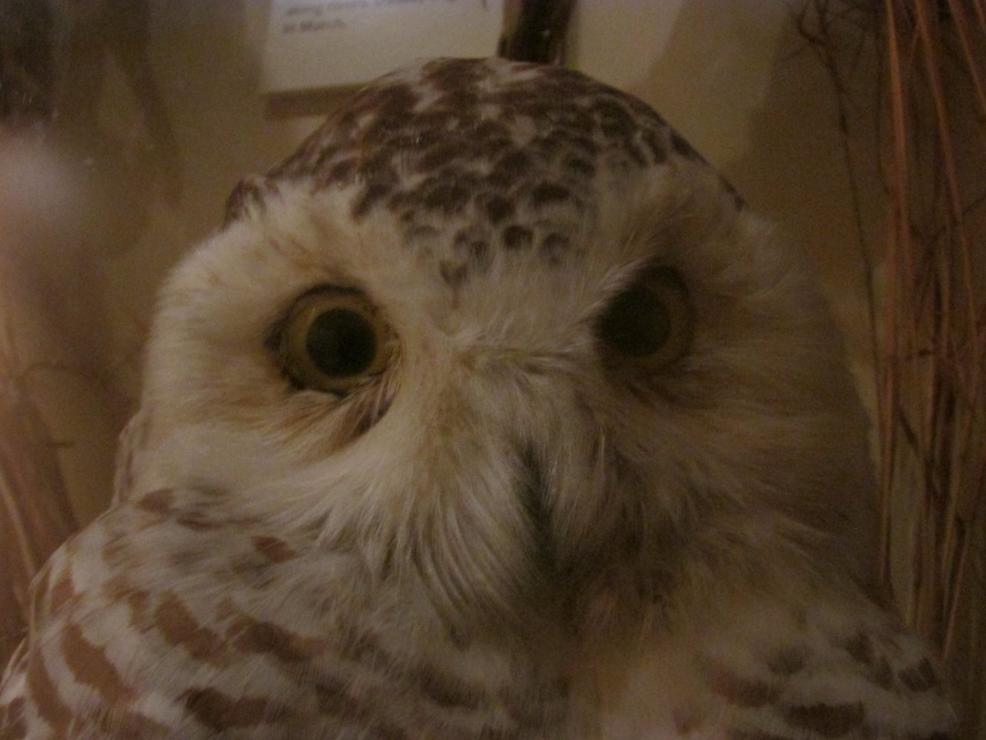 Birds of DC Case 14 Snowy Owl