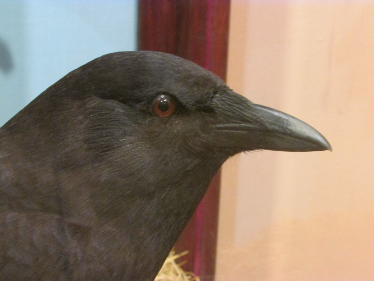Birds of DC Case 17 American Crow
