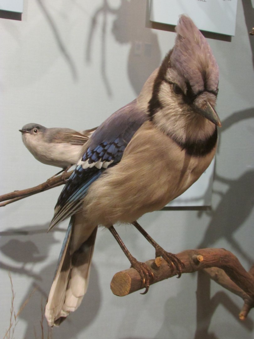 Birds of DC Case 17 Blue Jay