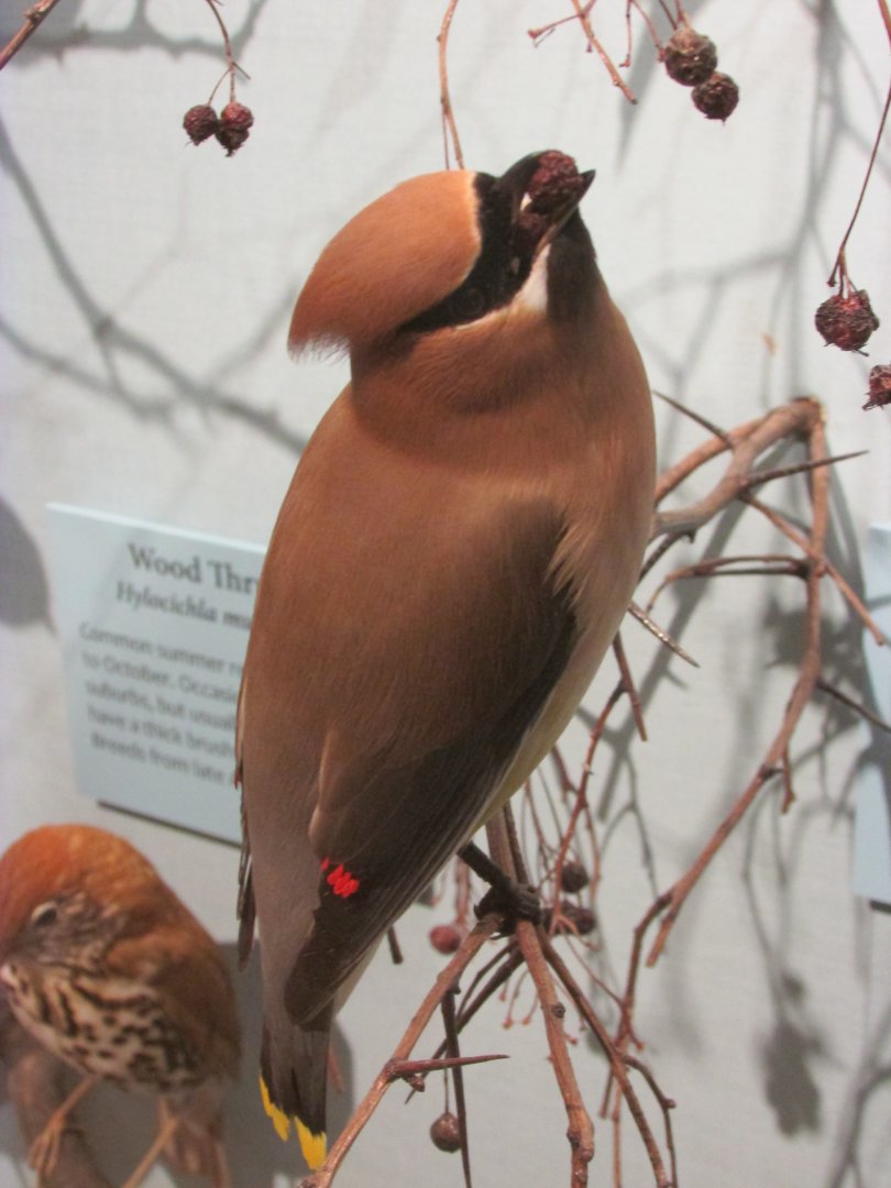Birds of DC Case 17 Cedar Waxwing