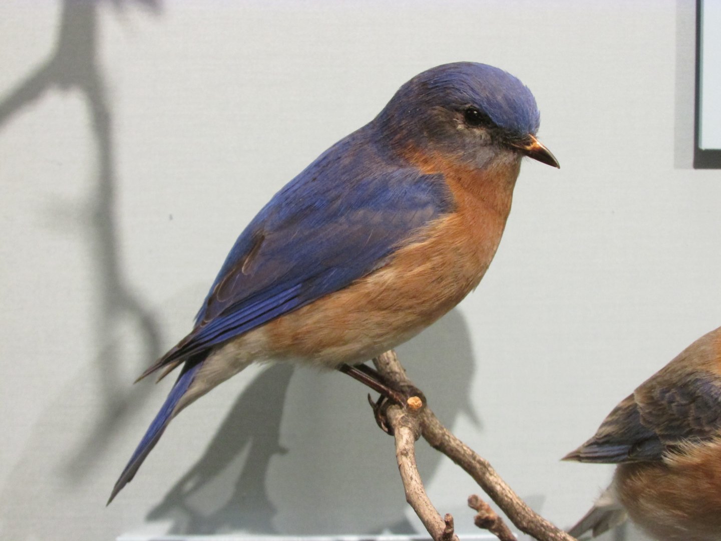 Birds of DC Case 17 Eastern Bluebird