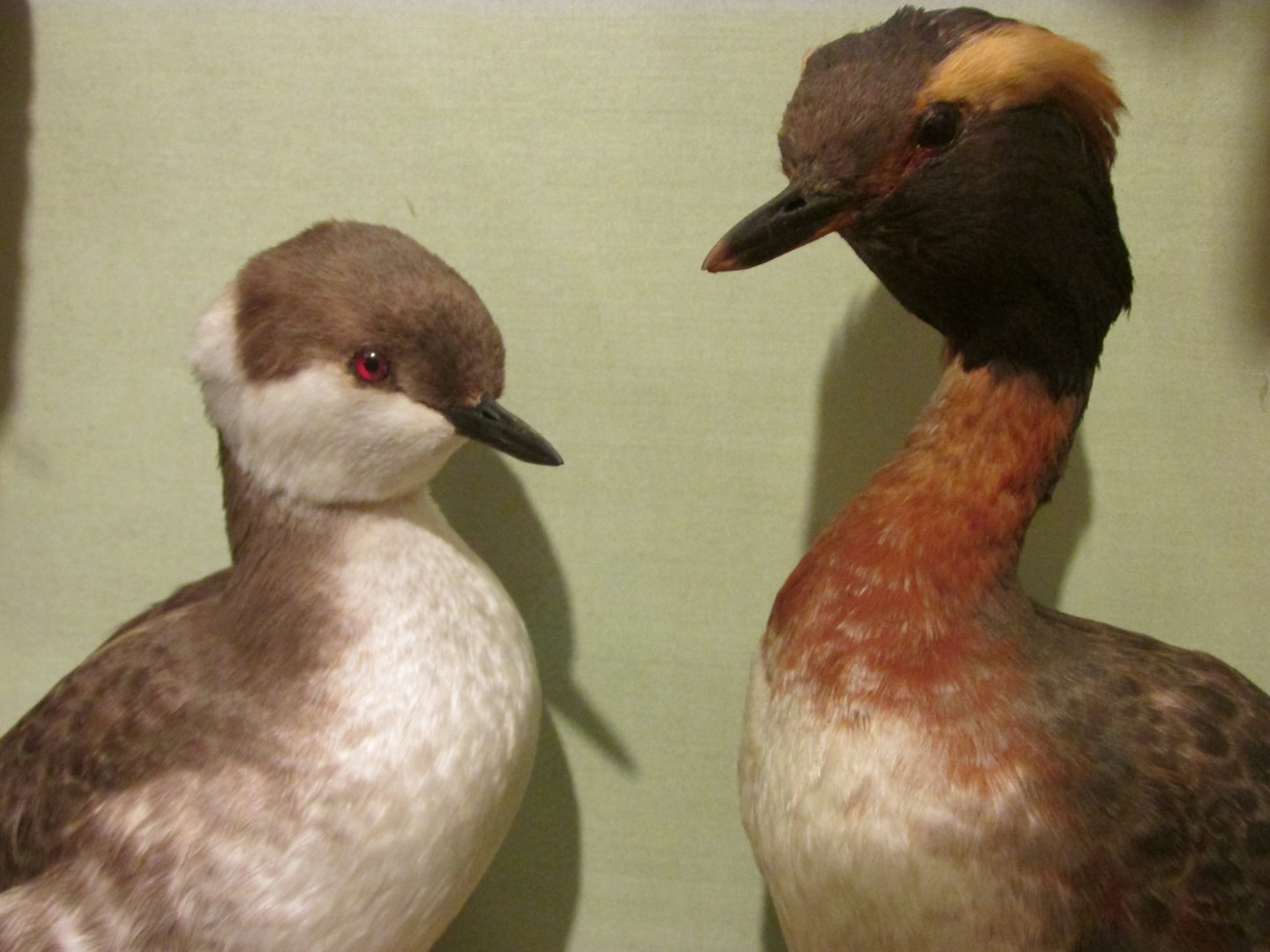 Birds of DC Case 2 Horned Grebes