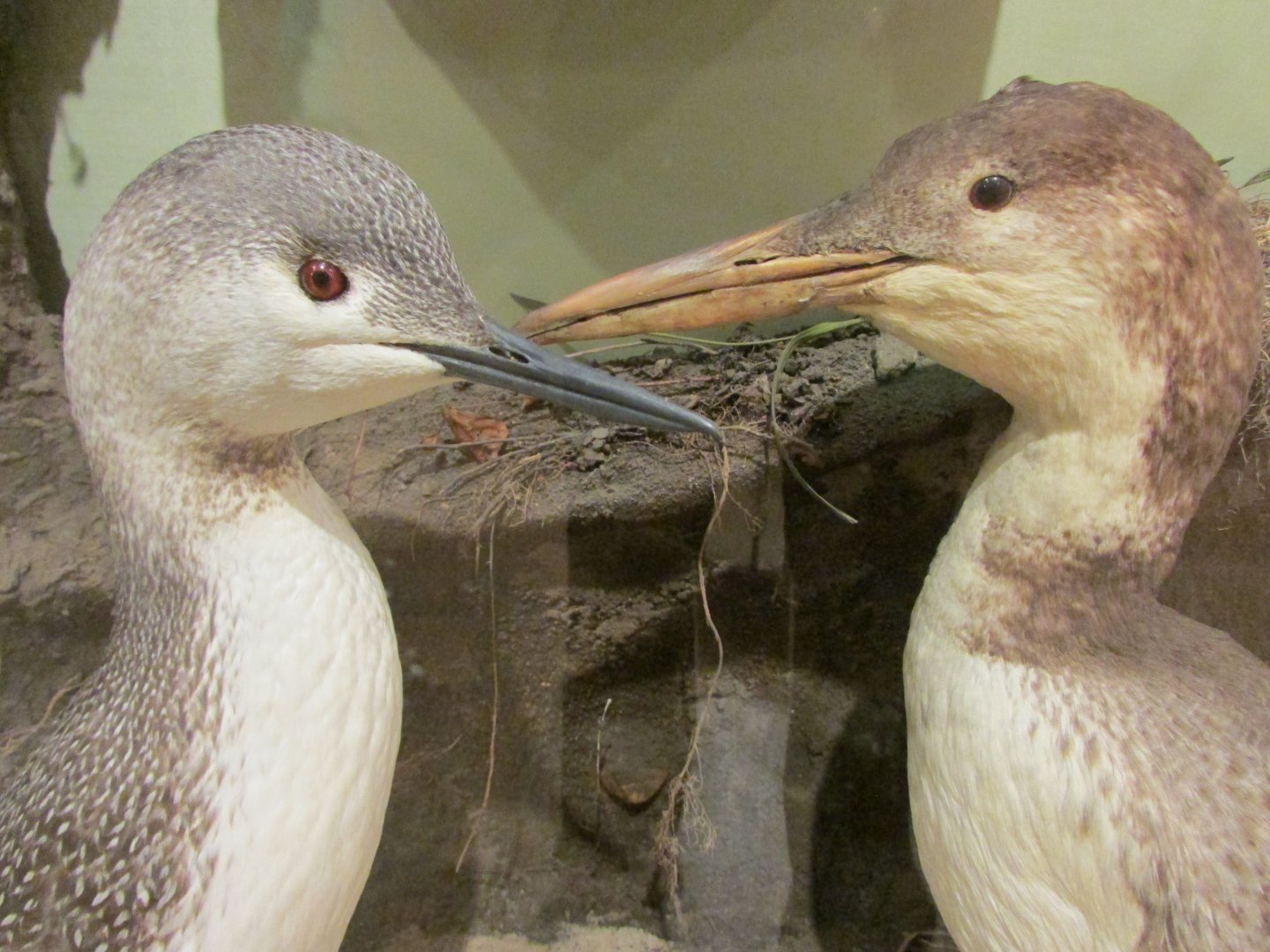 Birds of DC Case 2 Red Throated Loons