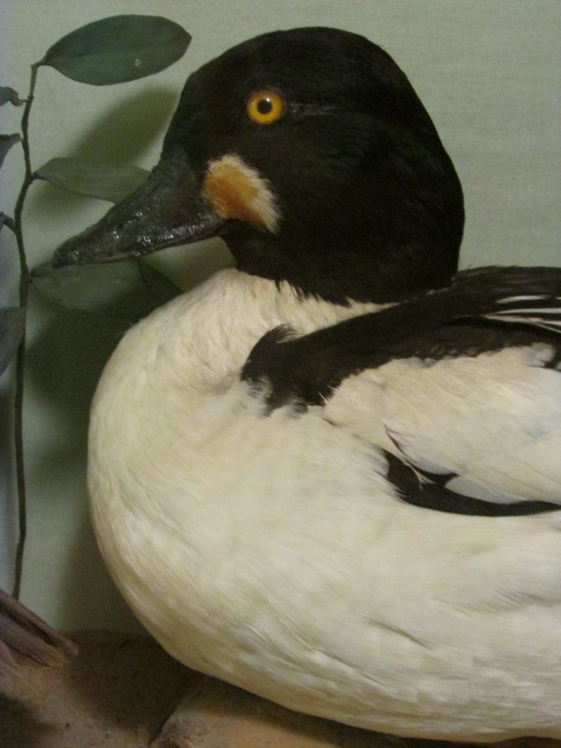 Birds of DC Case 4 Common Goldeneye