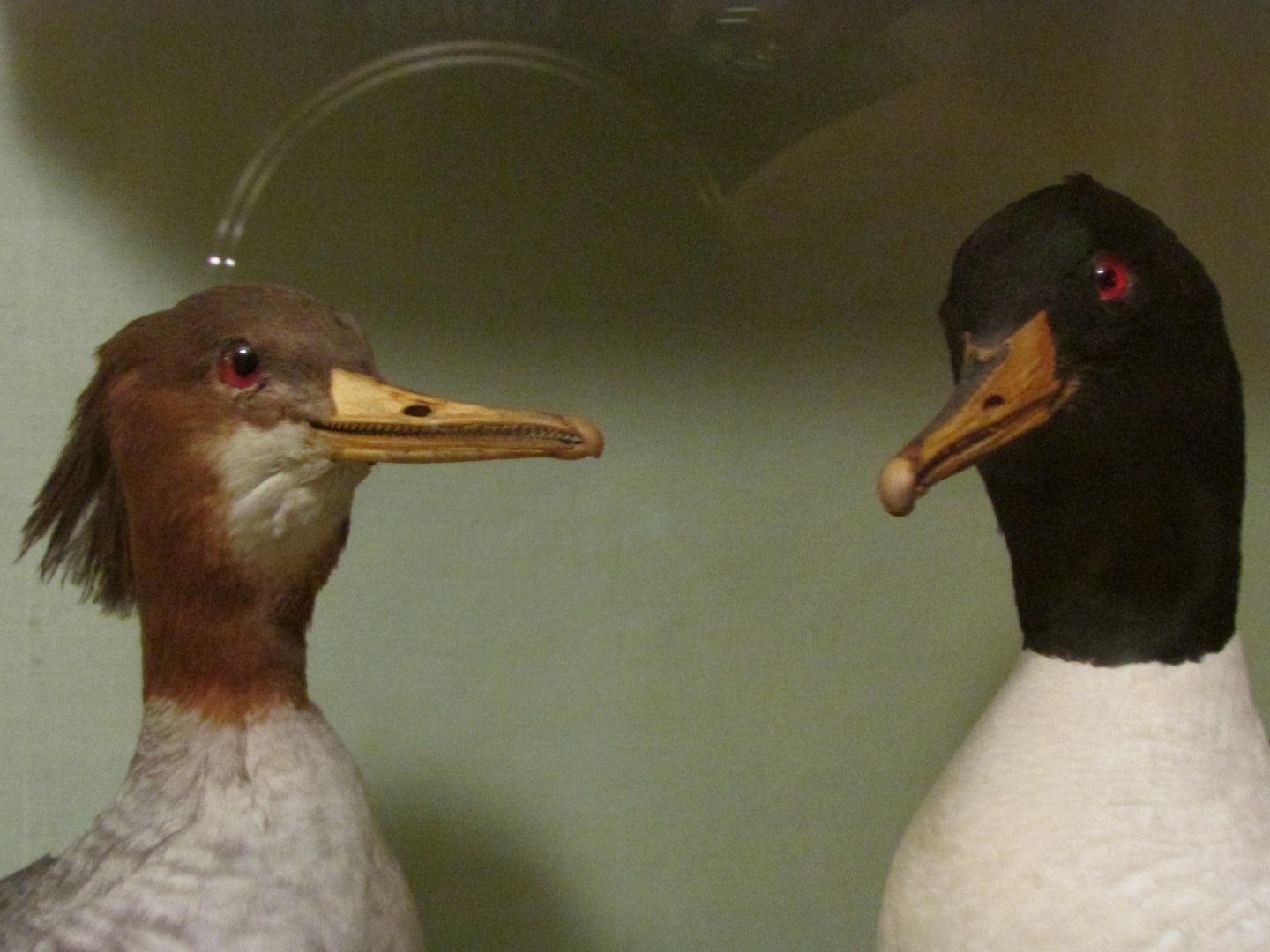 Birds of DC Case 4 Common Merganser