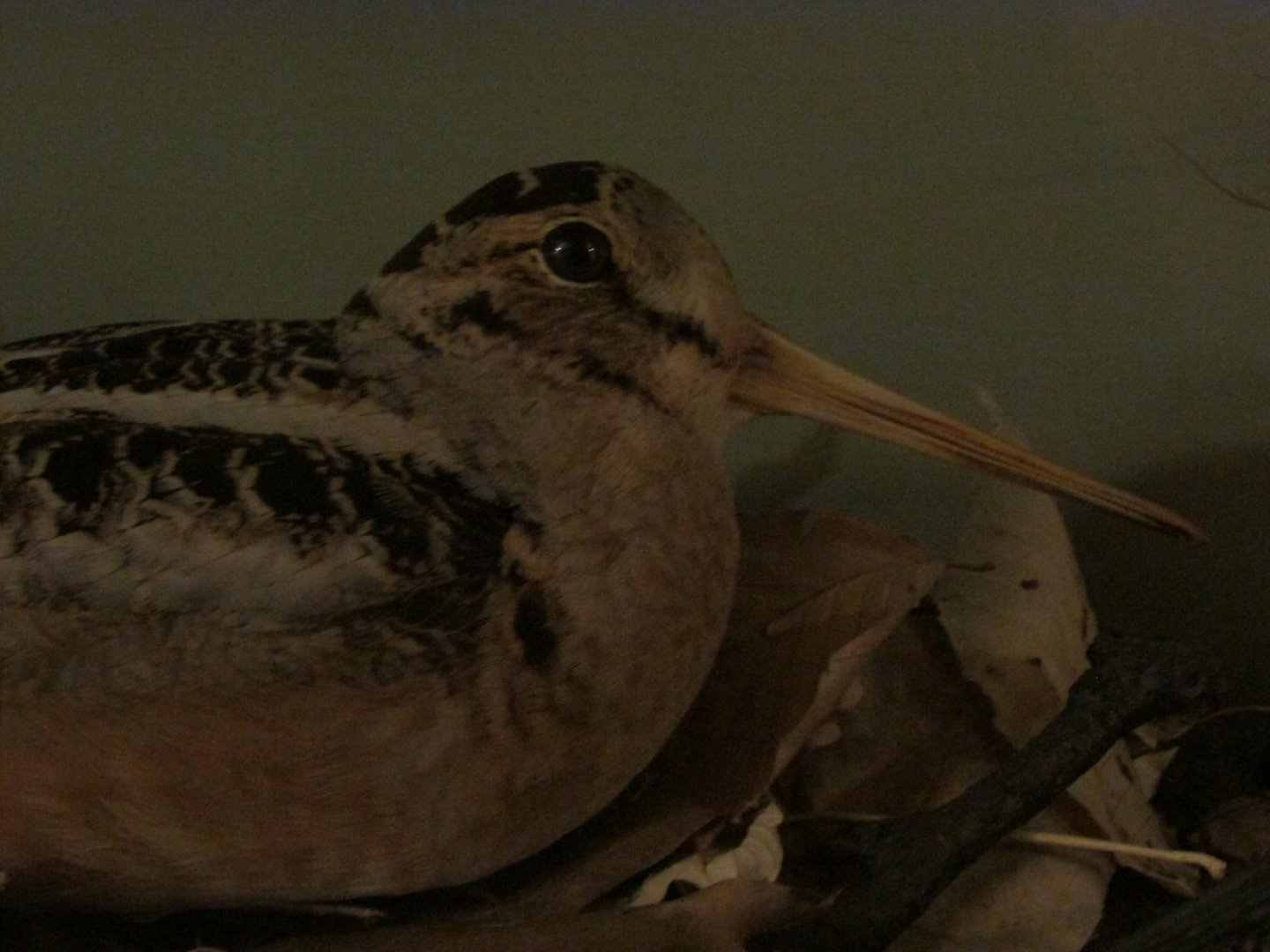 Birds of DC Case 7 American Woodcock