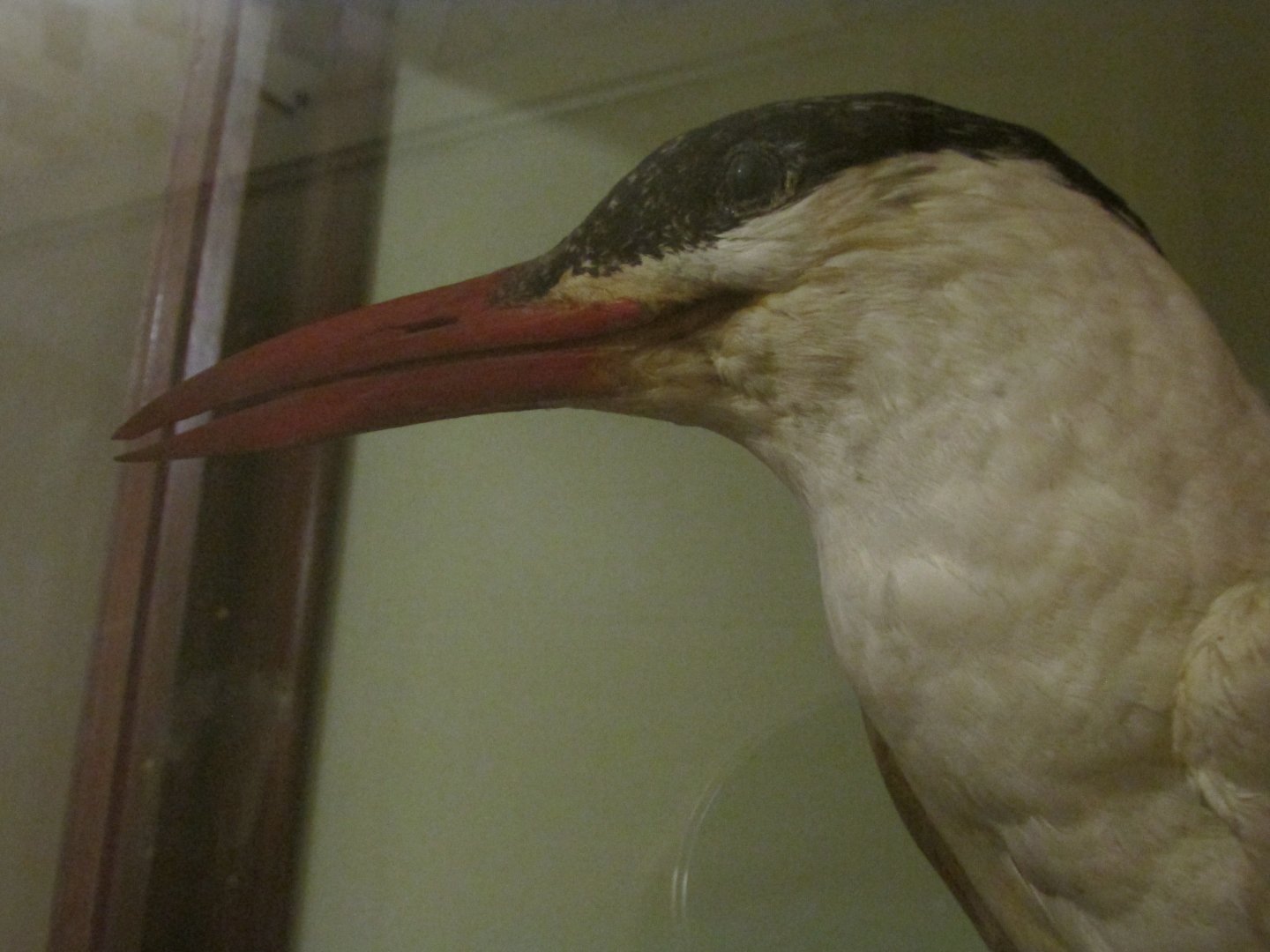 Birds of DC Case 7 Caspian Tern