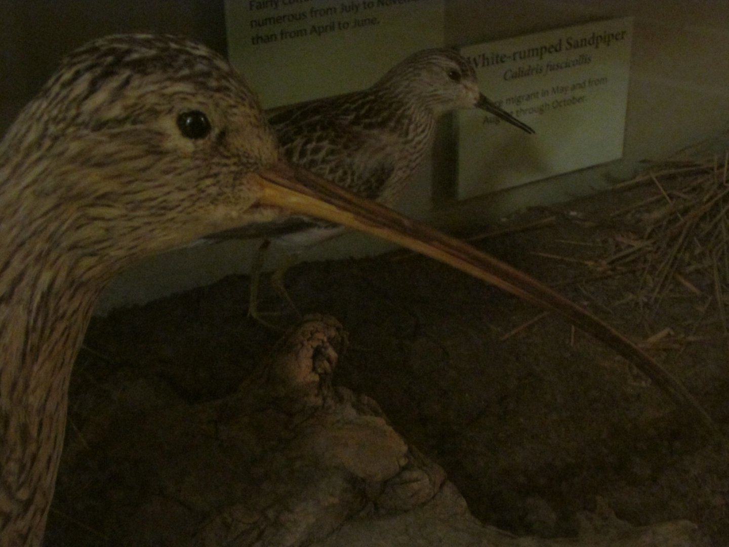 Birds of DC Case 7 Long Billed Curlew