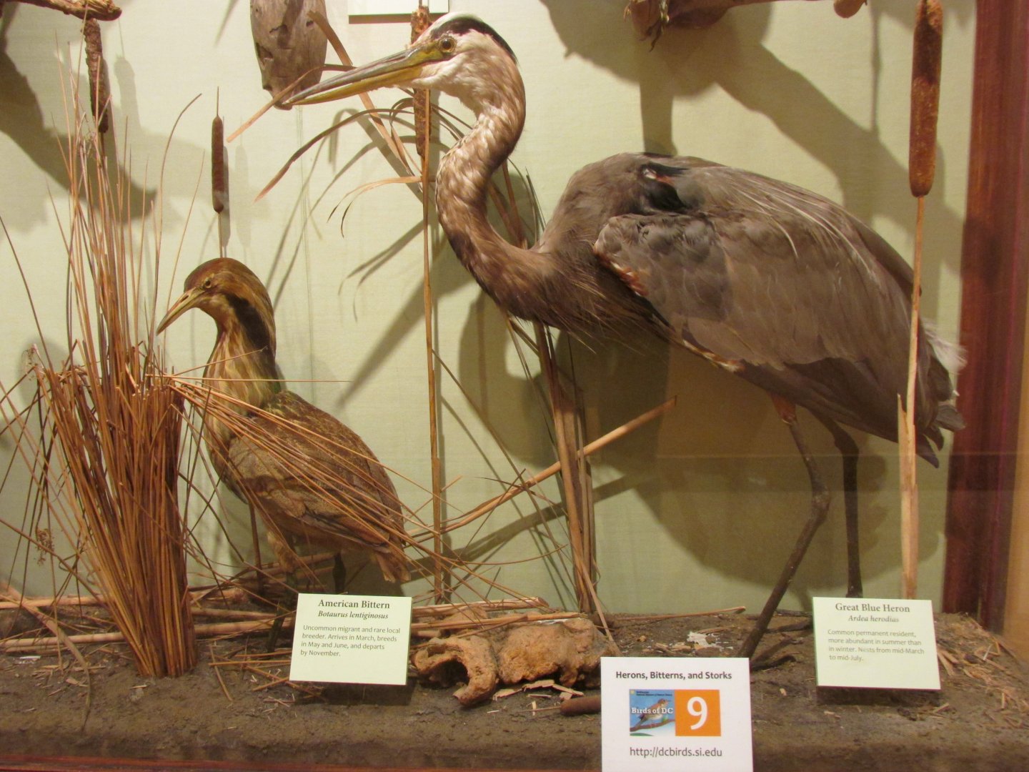 Birds of DC Case 9 American Bittern & Great Blue Heron