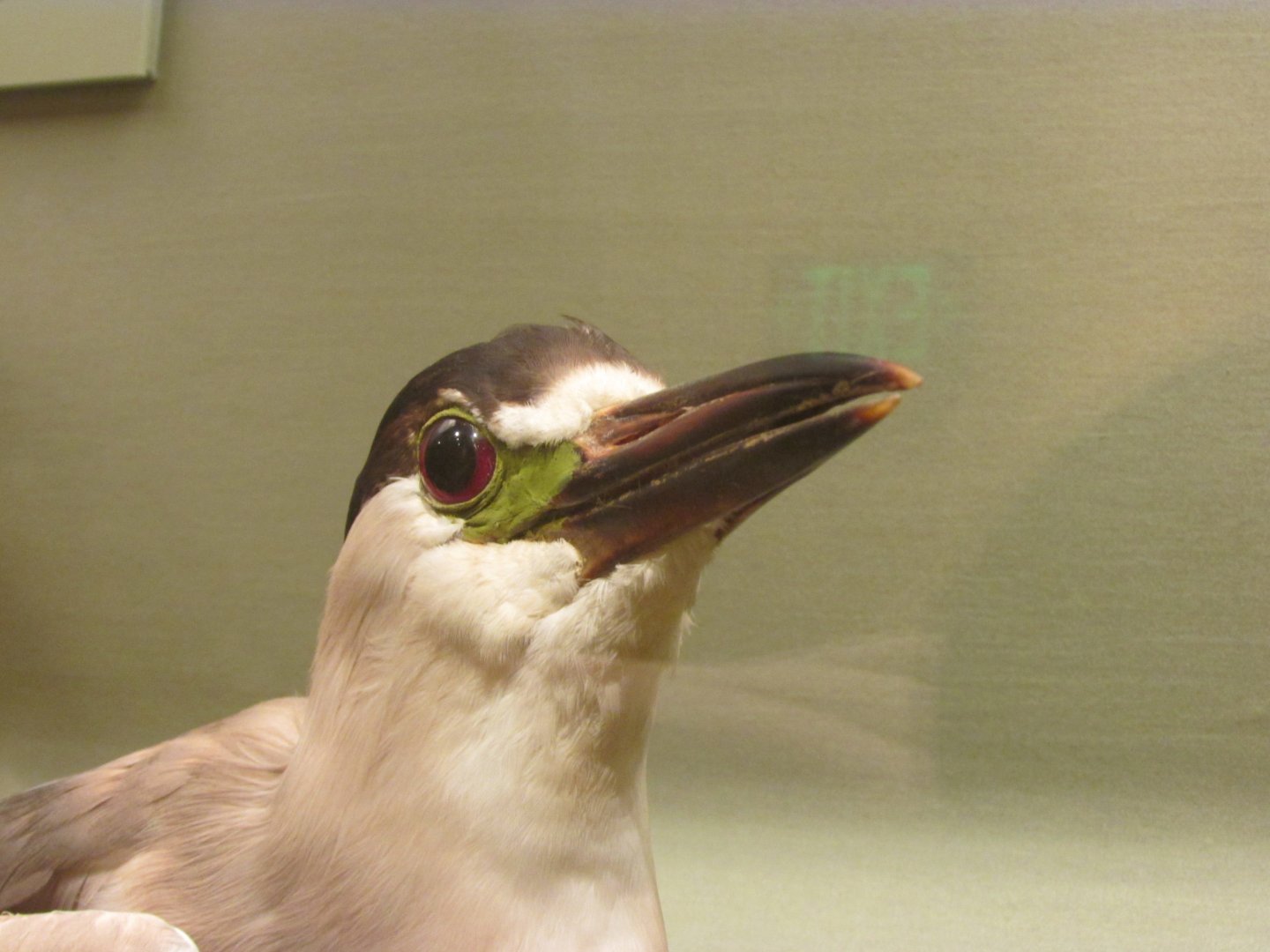 Birds of DC Case 9 Black Crowned Night Heron Closeup