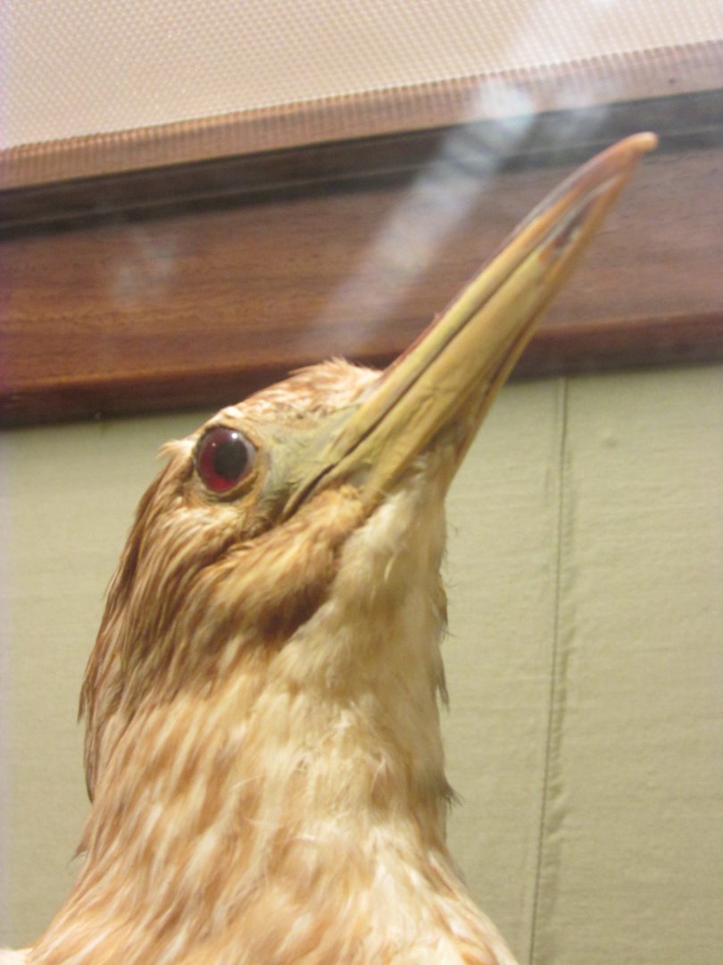 Birds of DC Case 9 Black Crowned Night Heron Juvenile Closeup