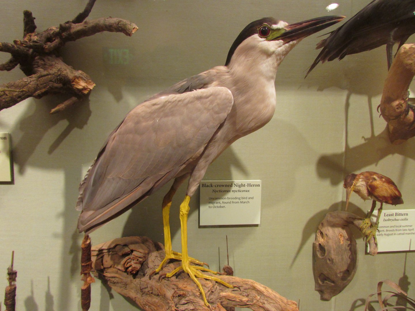 Birds of DC Case 9 Black Crowned Night Heron