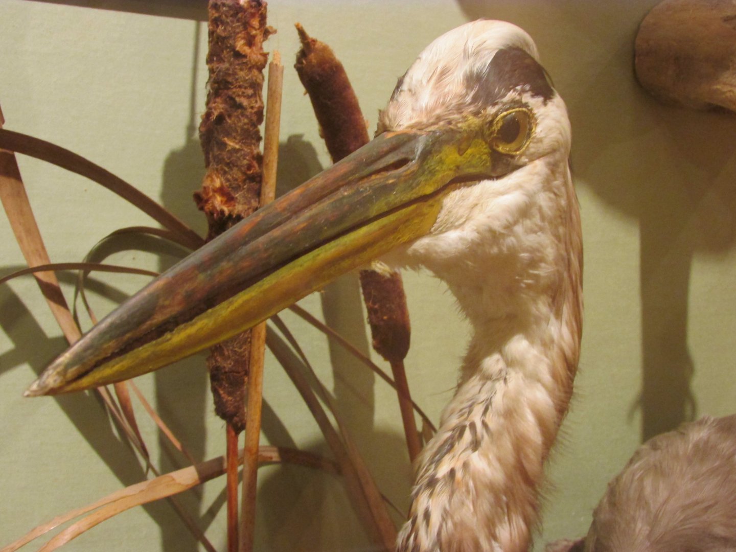 Birds of DC Case 9 Great Blue Heron Closeup