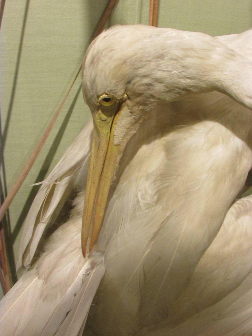 Birds of DC Case 9 Great Egret Closeup