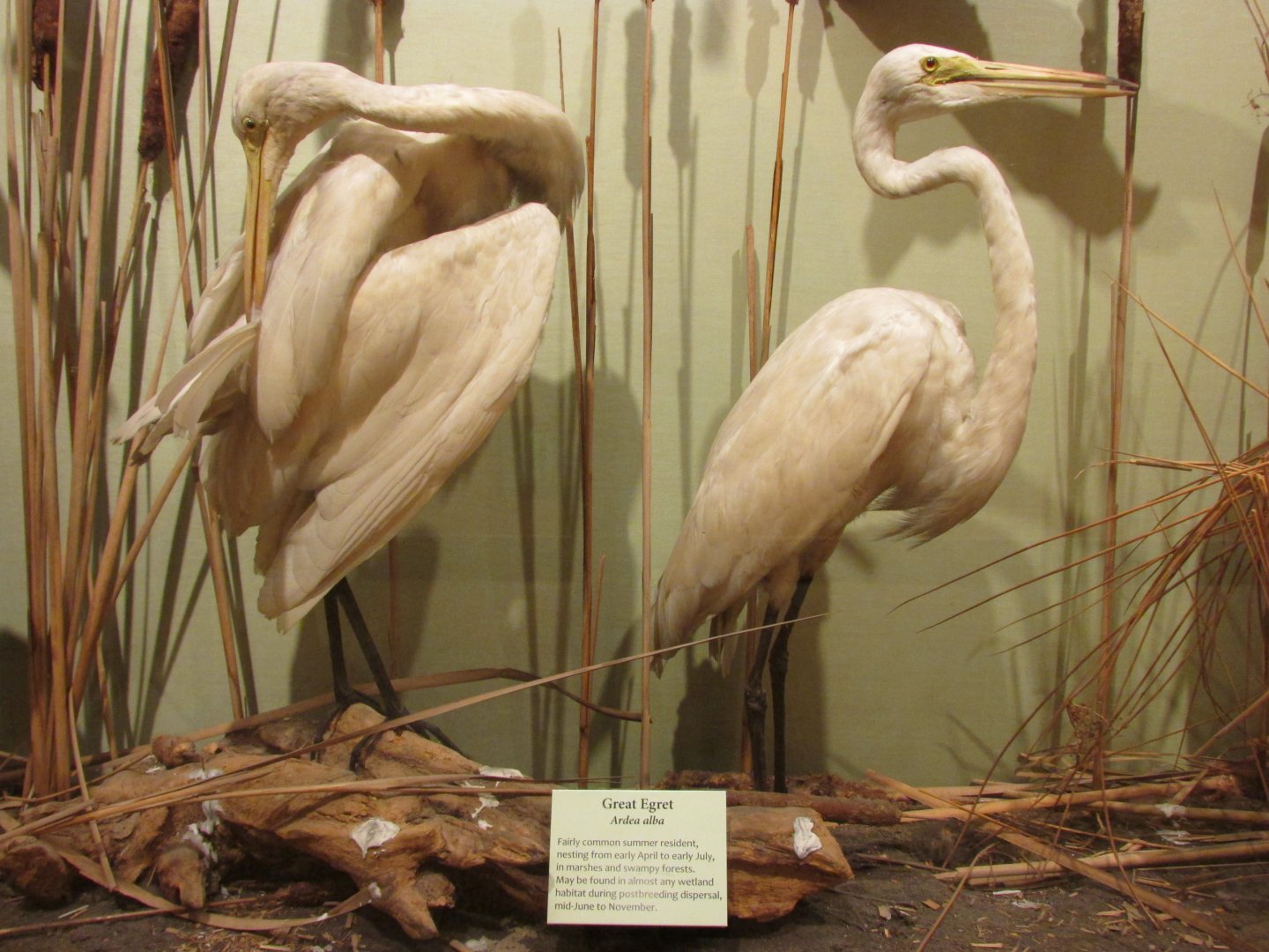 Birds of DC Case 9 Great Egrets