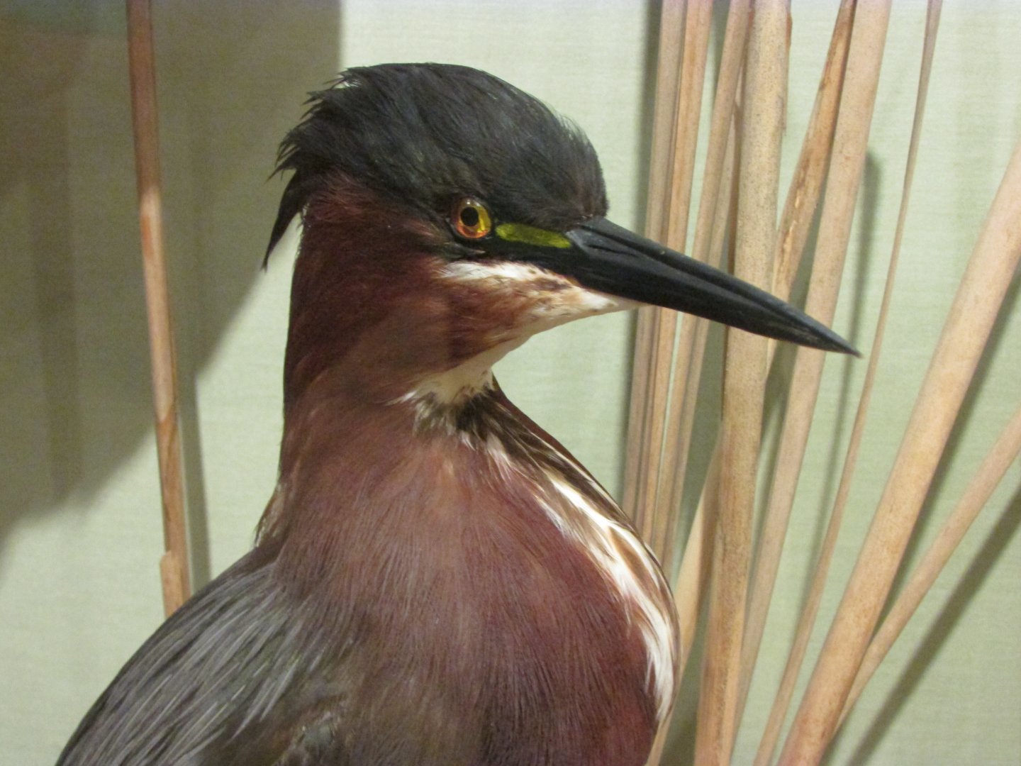 Birds of DC Case 9 Green Heron