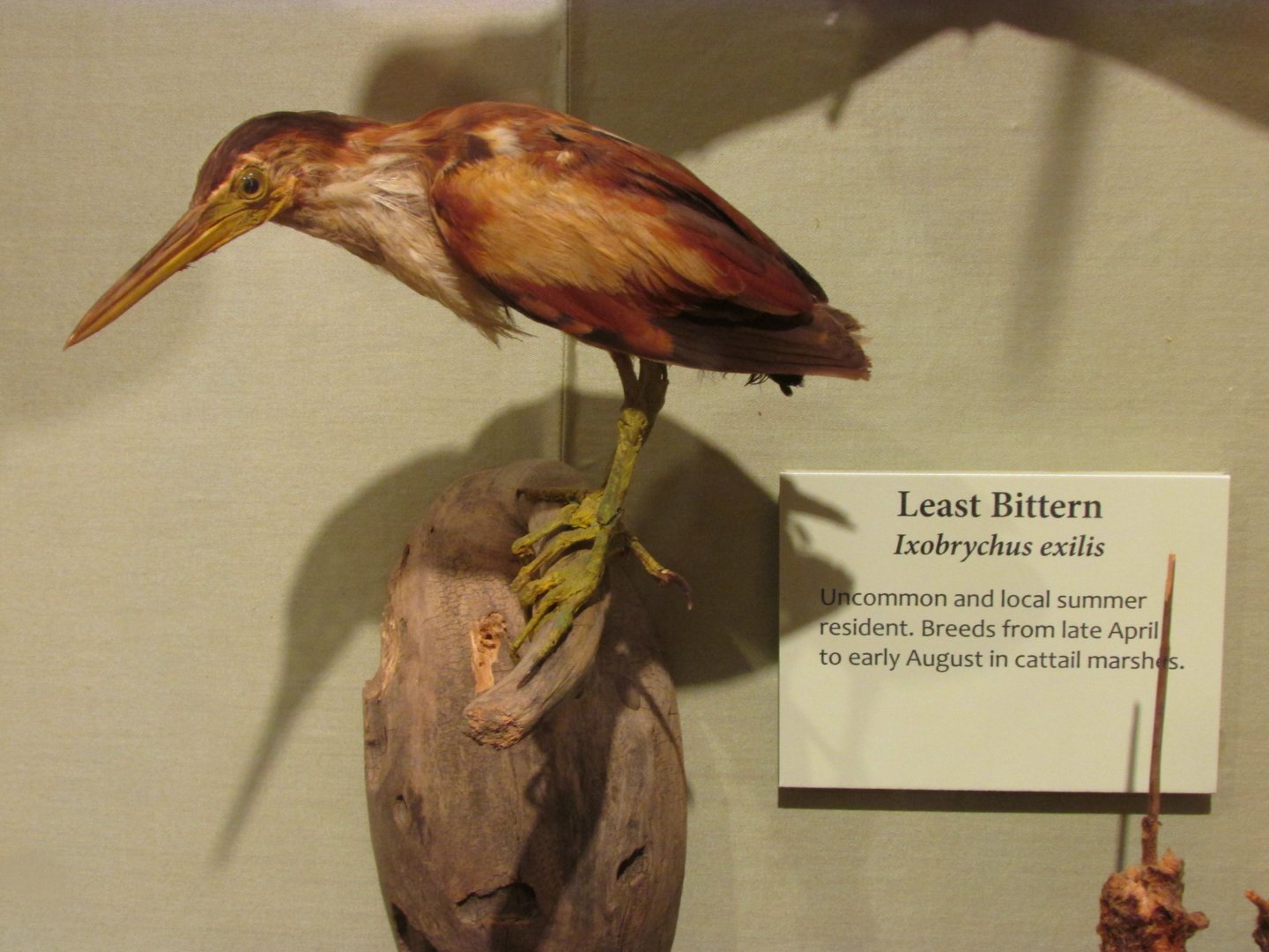 Birds of DC Case 9 Least Bittern