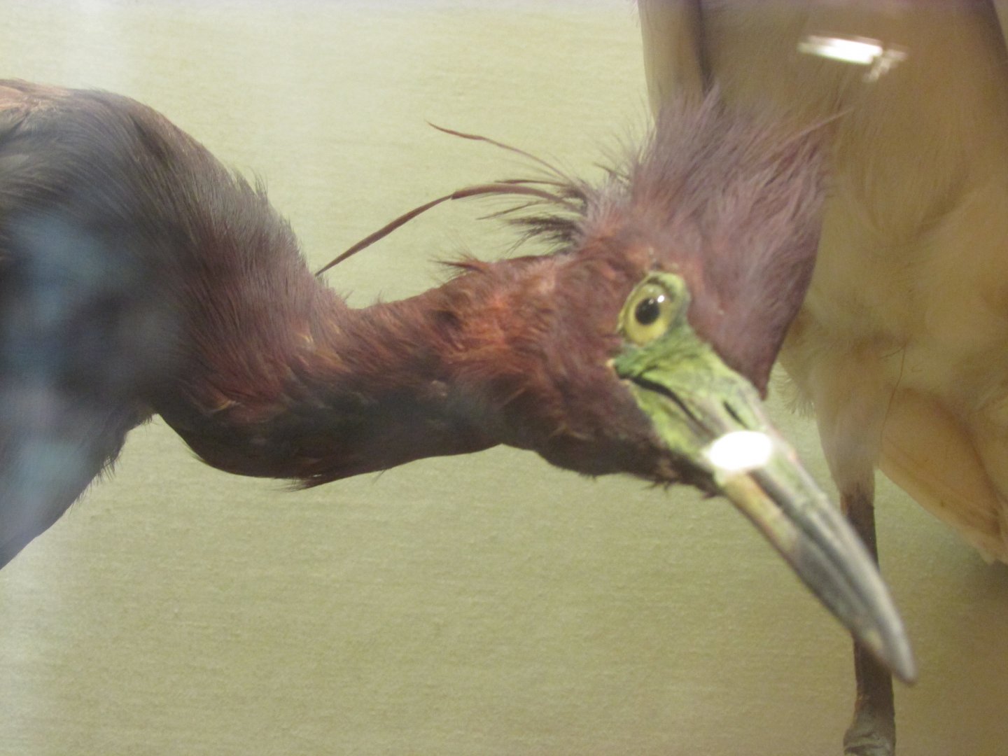 Birds of DC Case 9 Little Blue Heron Closeup