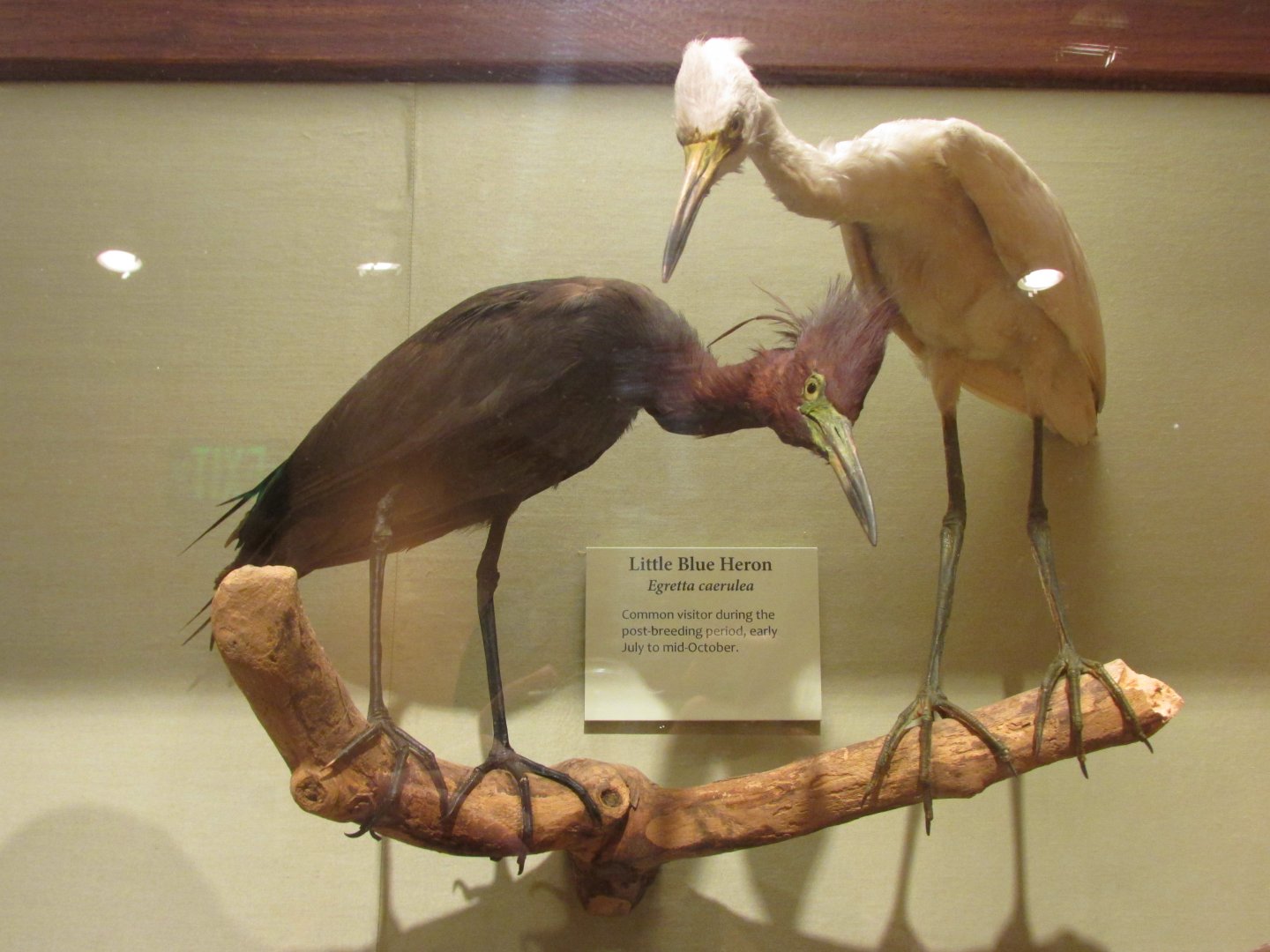 Birds of DC Case 9 Little Blue Herons