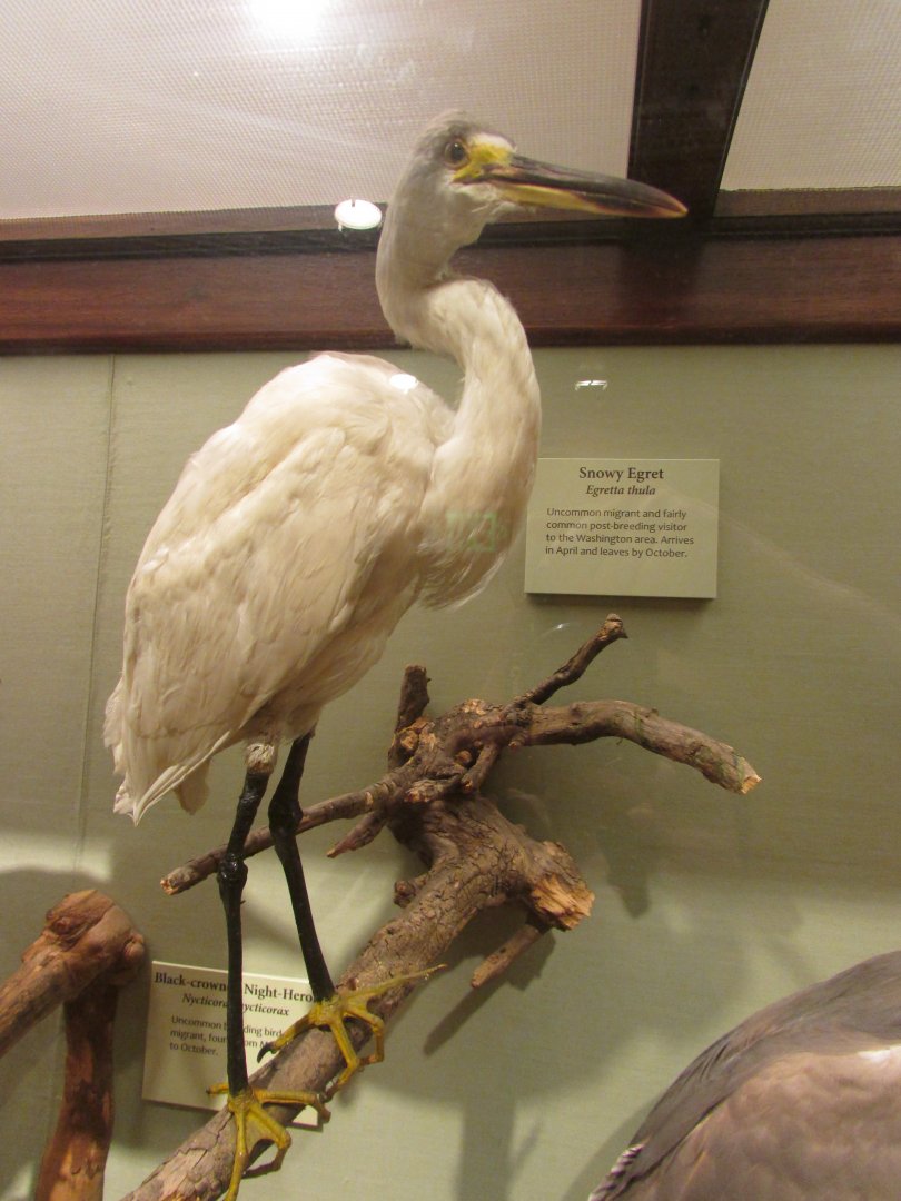 Birds of DC Case 9 Snowy Egret