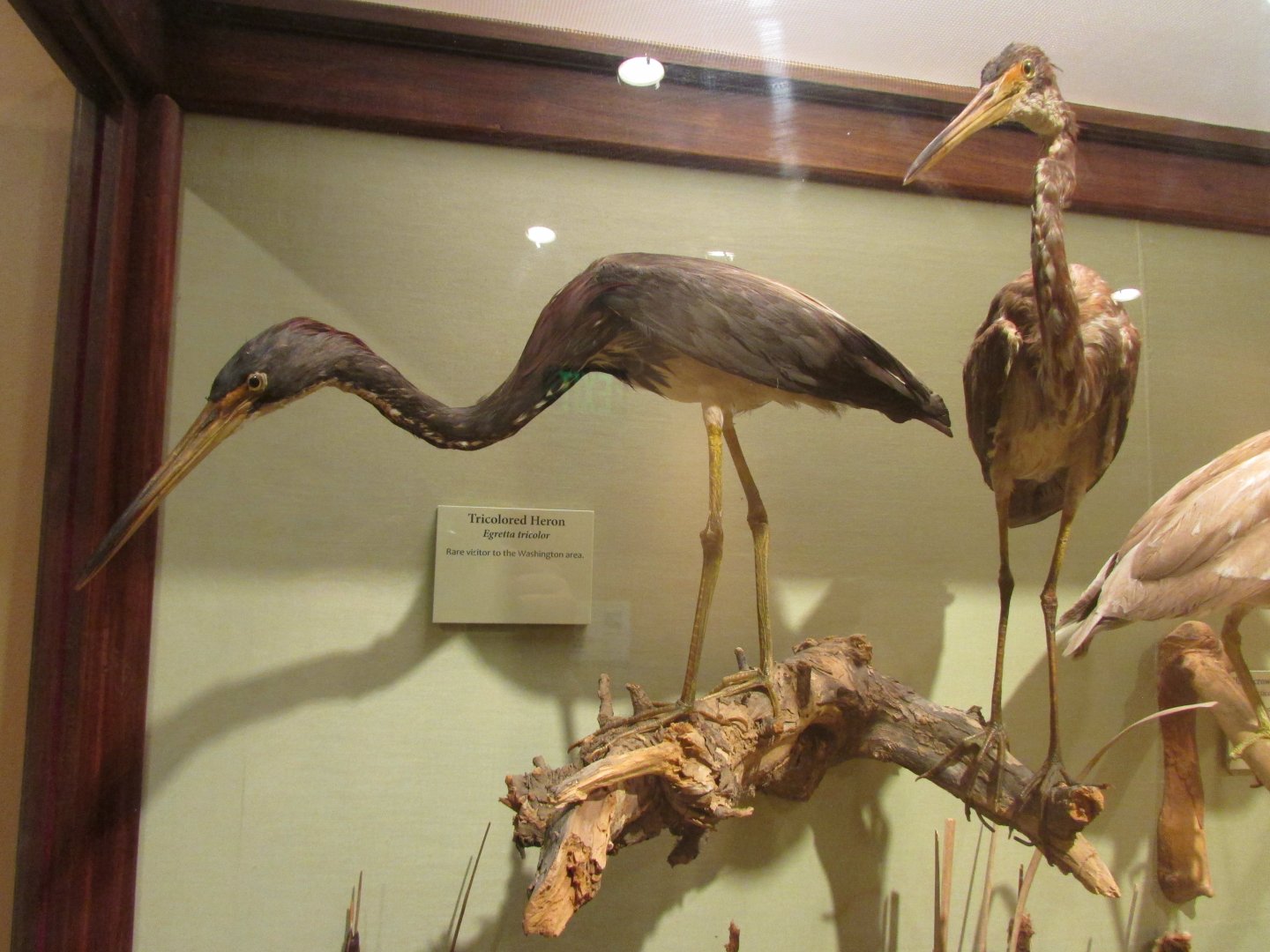 Birds of DC Case 9 Tricolored Herons