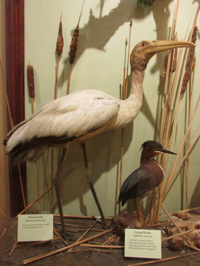 Birds of DC Case 9 Wood Stork & Green Heron
