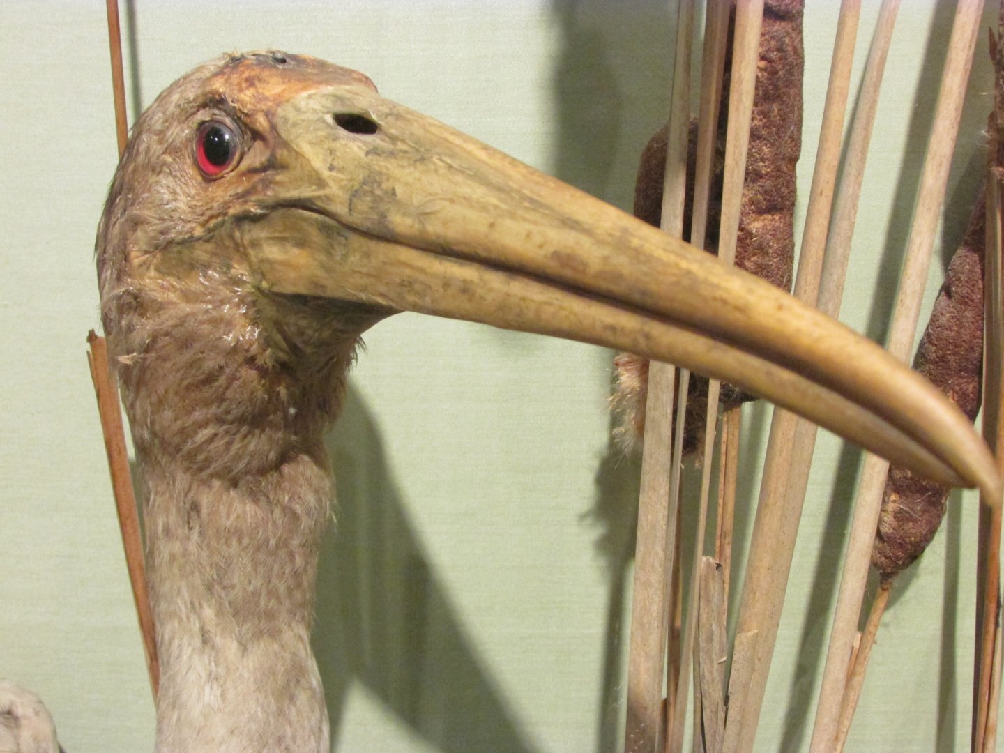 Birds of DC Case 9 Wood Stork