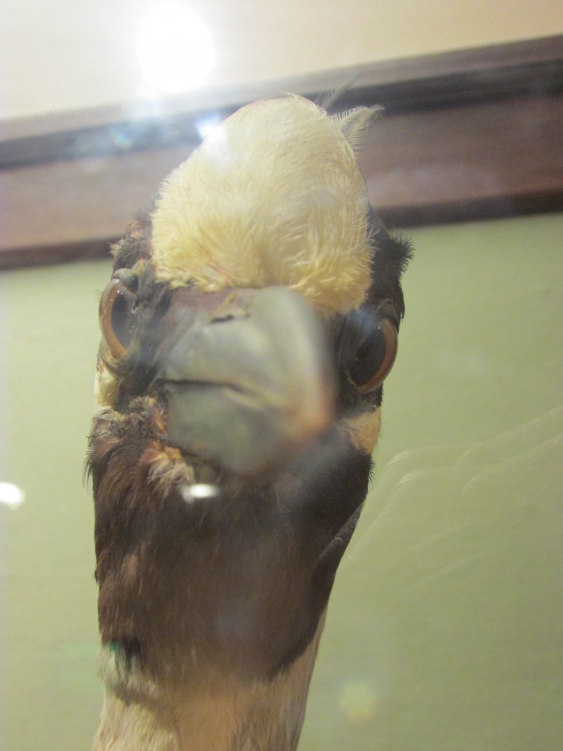 Birds of DC Case 9 Yellow Crowned Night Heron Closeup