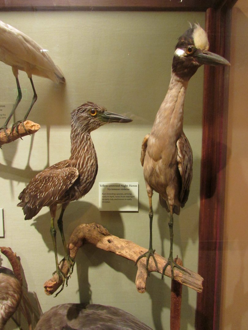 Birds of DC Case 9 Yellow Crowned Night Herons