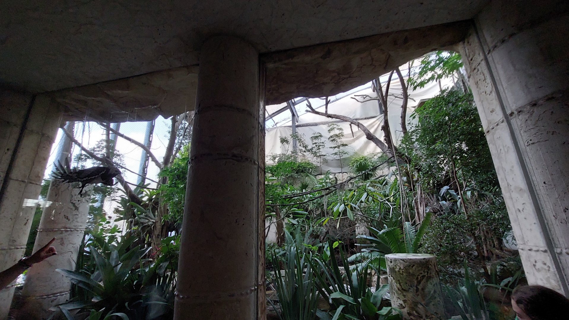 Birds of El Tiunfo- Harpy Eagle Exhibit