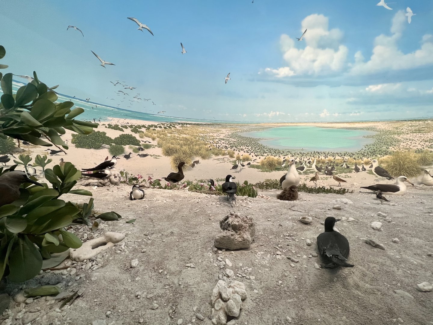 Birds of Layson (Kauo) Island