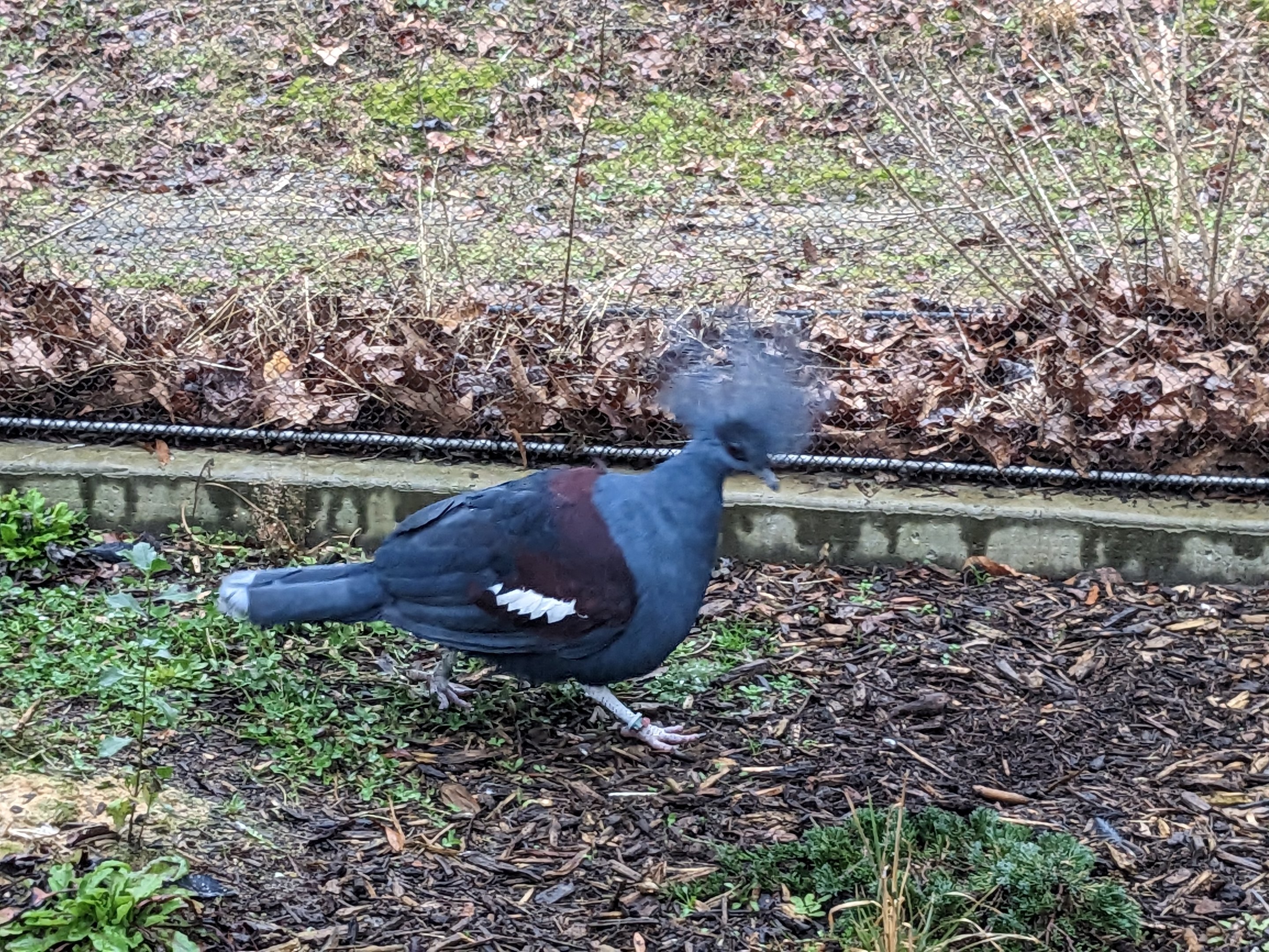 Birds of Paradise - Blue crowned pigeon