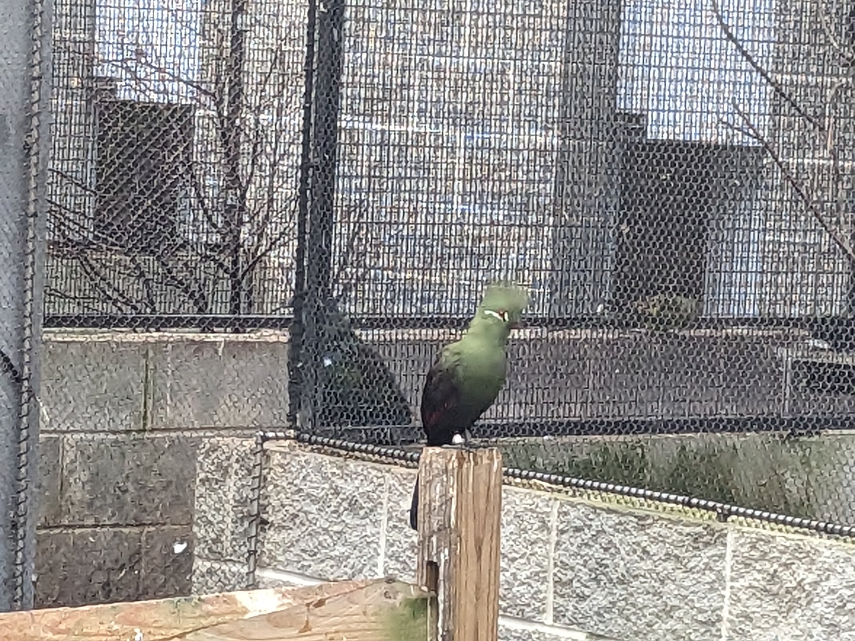 Birds of Paradise - Guinea Turaco
