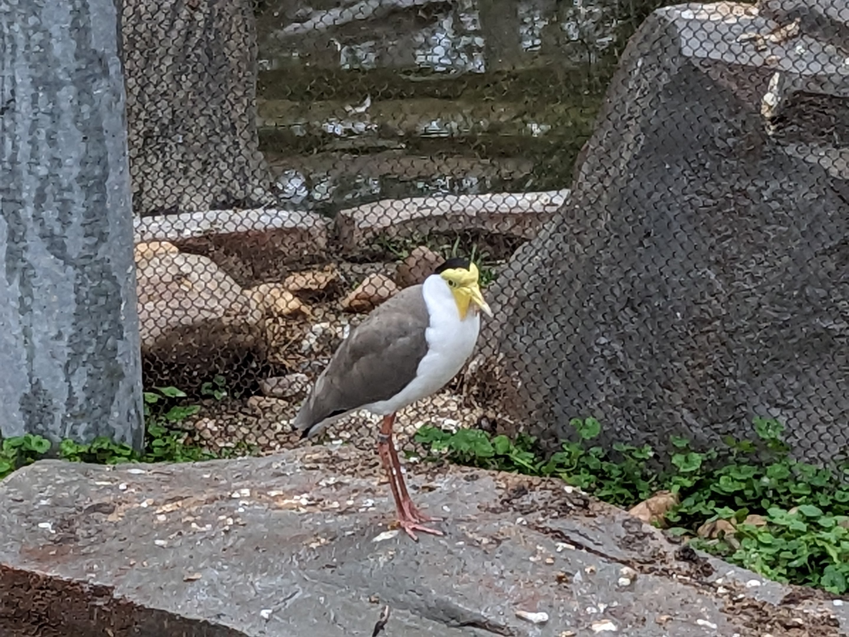 Birds of Paradise Masked lapwing