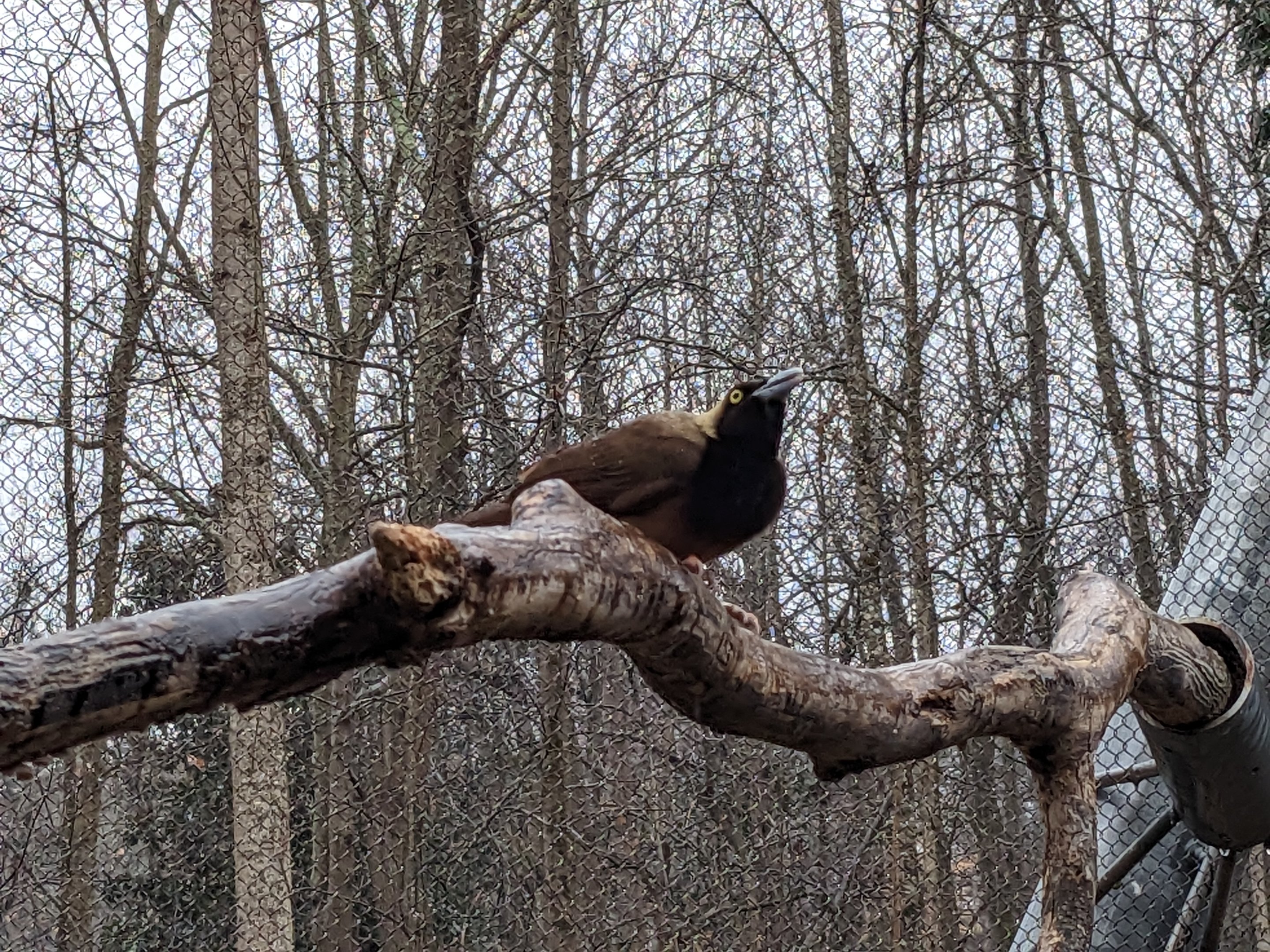 Birds of Paradise - Raggiana bird of paradise