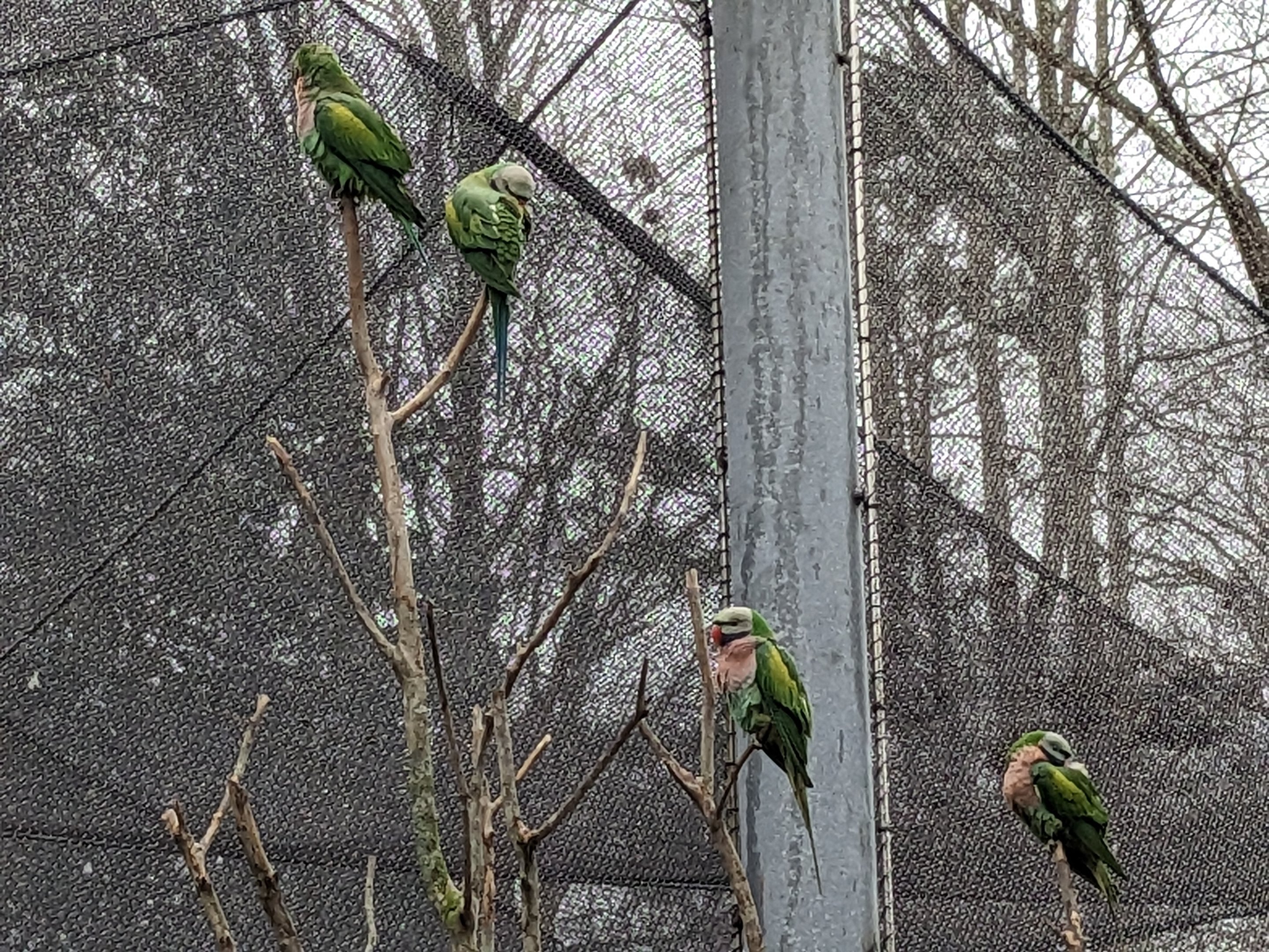 Birds of Paradise - Red-bresated parakeets