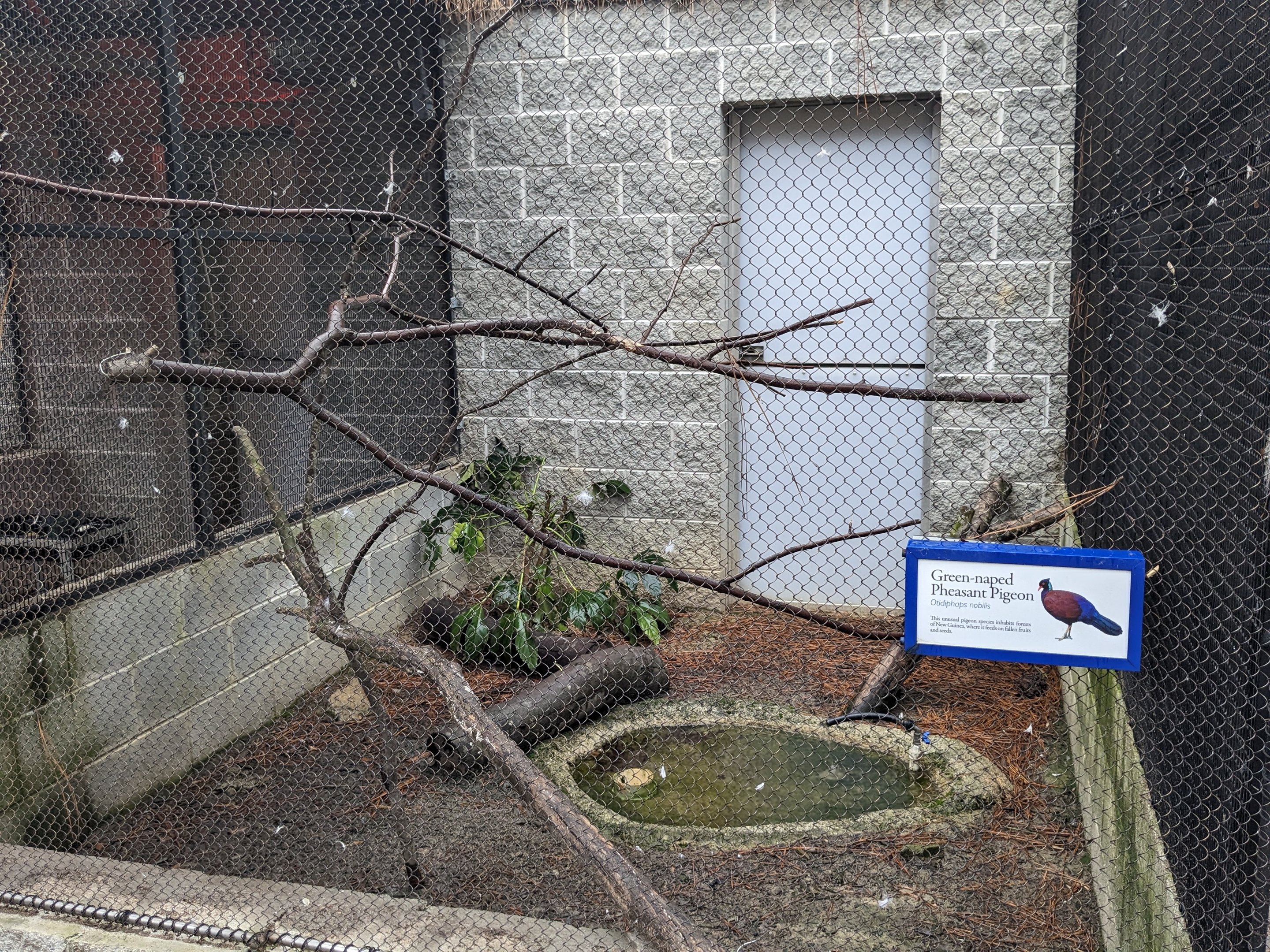 Birds of Paradise side aviary - Bleeding heart dove and Malaga parrot