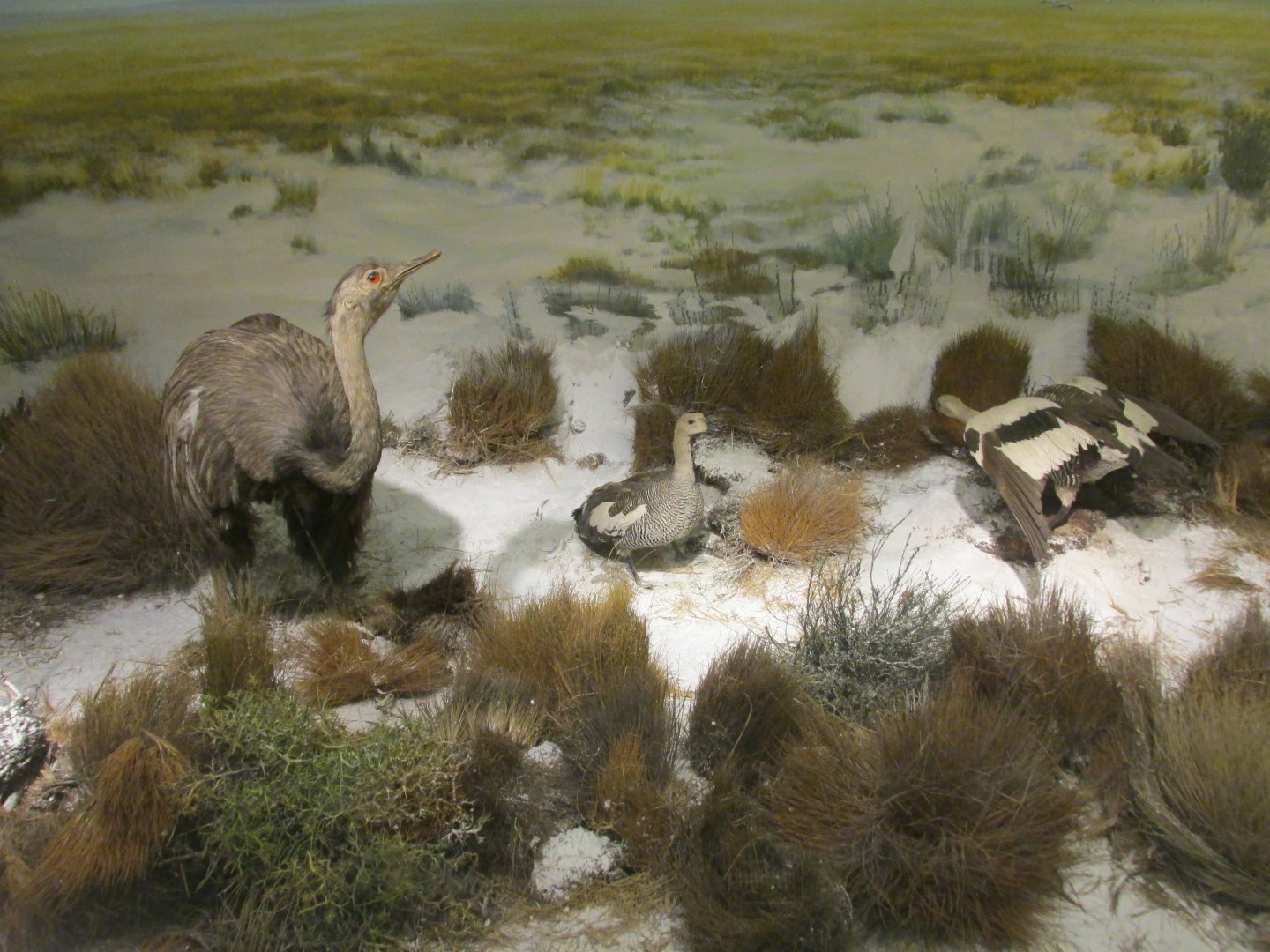 birds of patagonia museo de historia natural chile