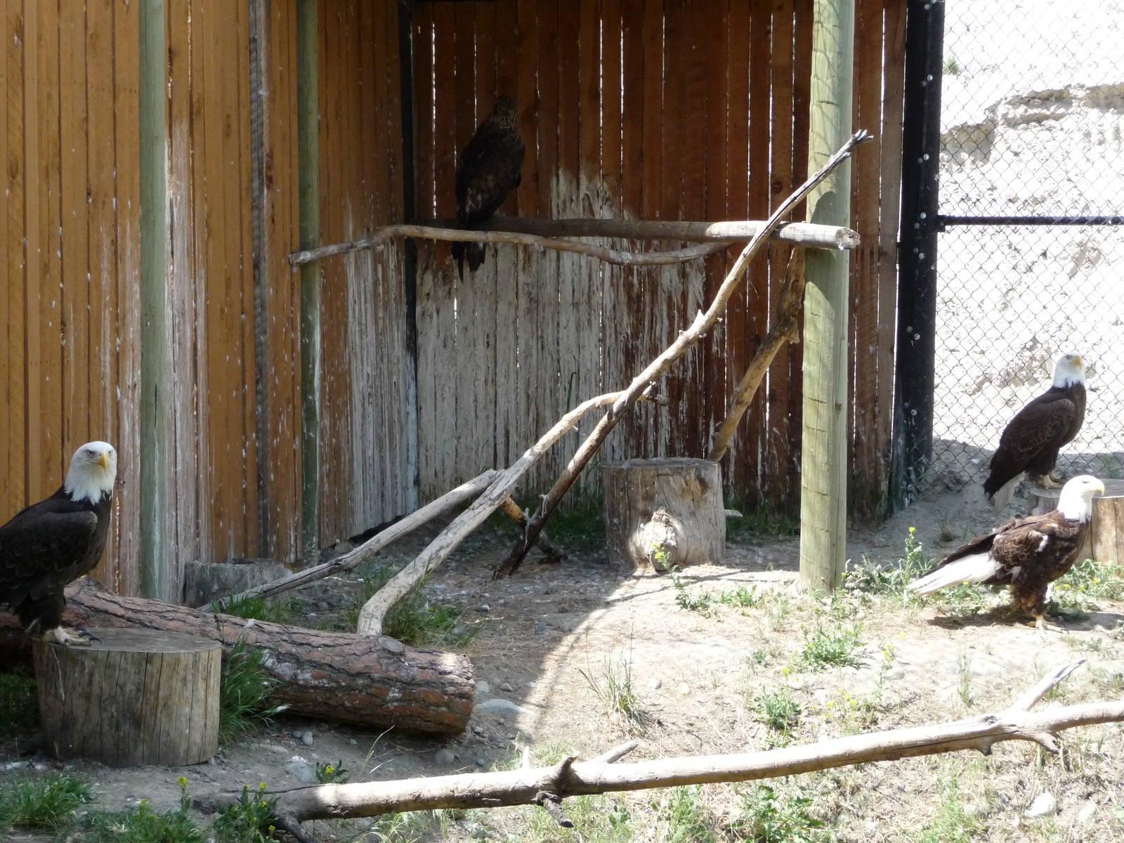 Birds Of Prey - 4 Bald Eagles