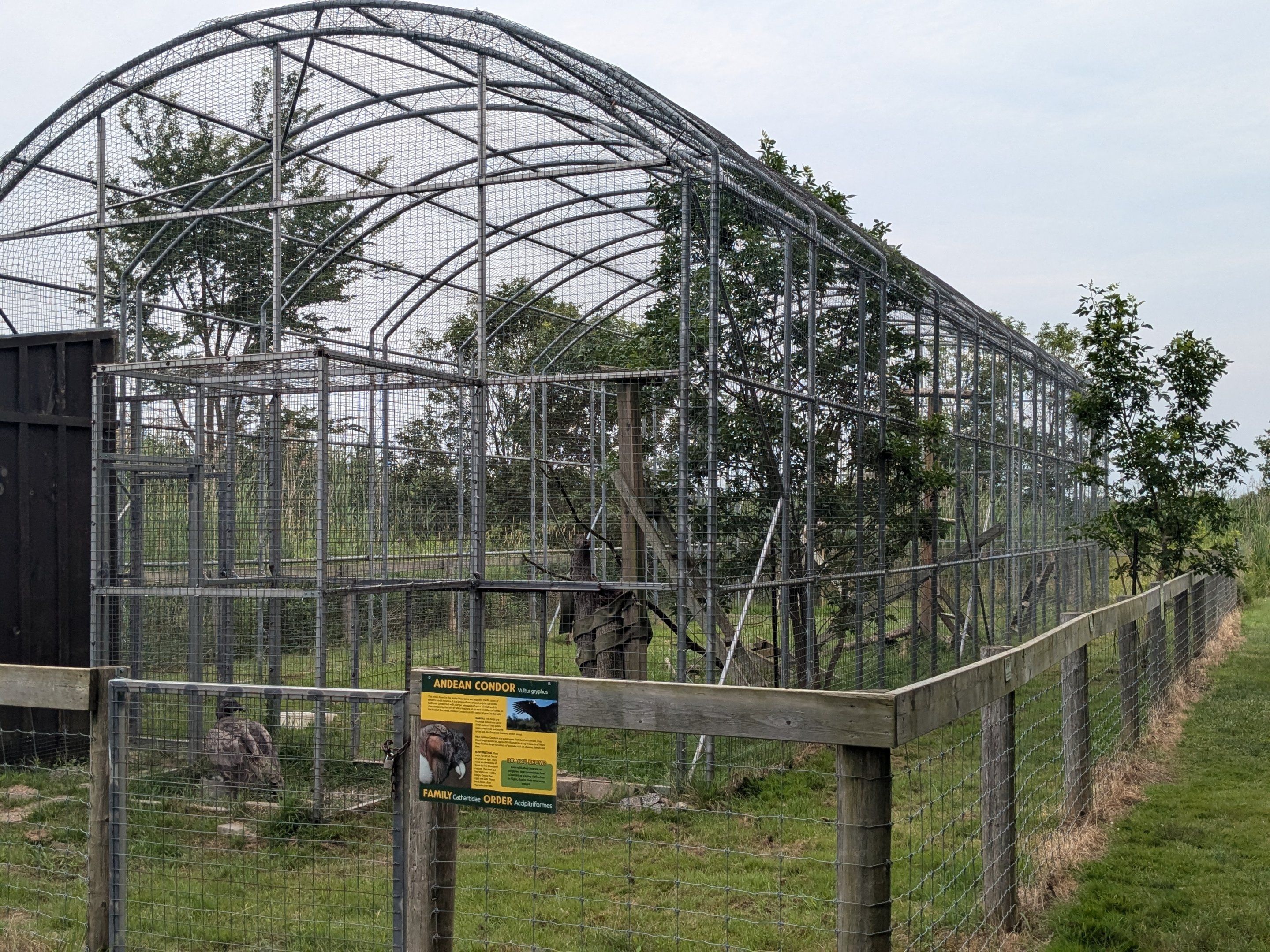 Birds of Prey - Andean Condor #1
