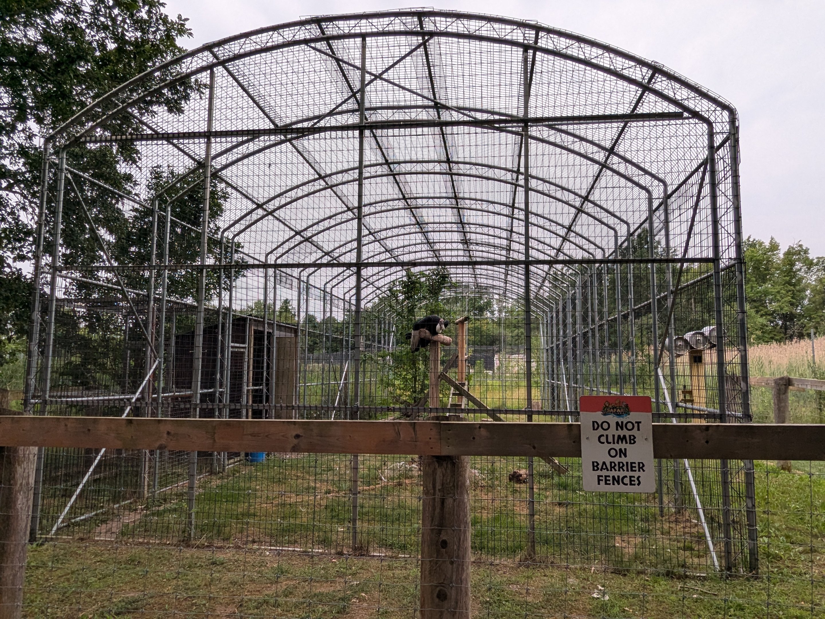 Birds of Prey - Andean Condor #2