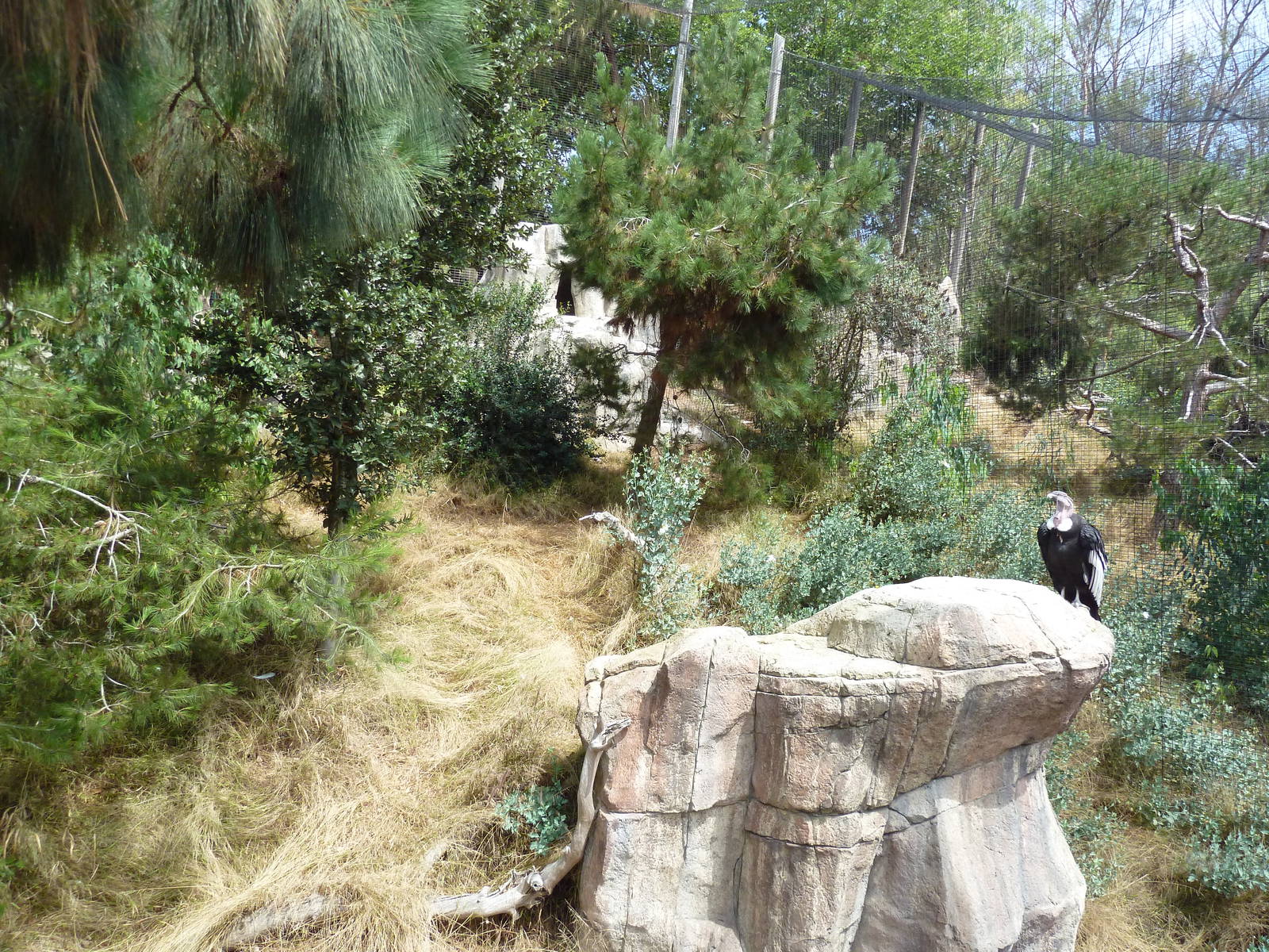 Birds Of Prey - Andean Condor Aviary