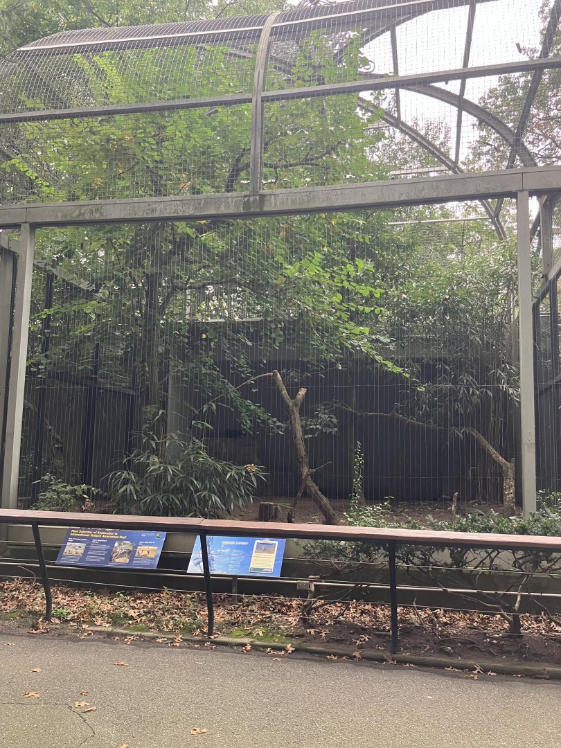 Birds of Prey - Andean Condor Exhibit