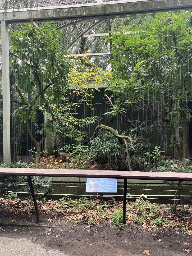 Birds of Prey - Andean Condor Exhibit