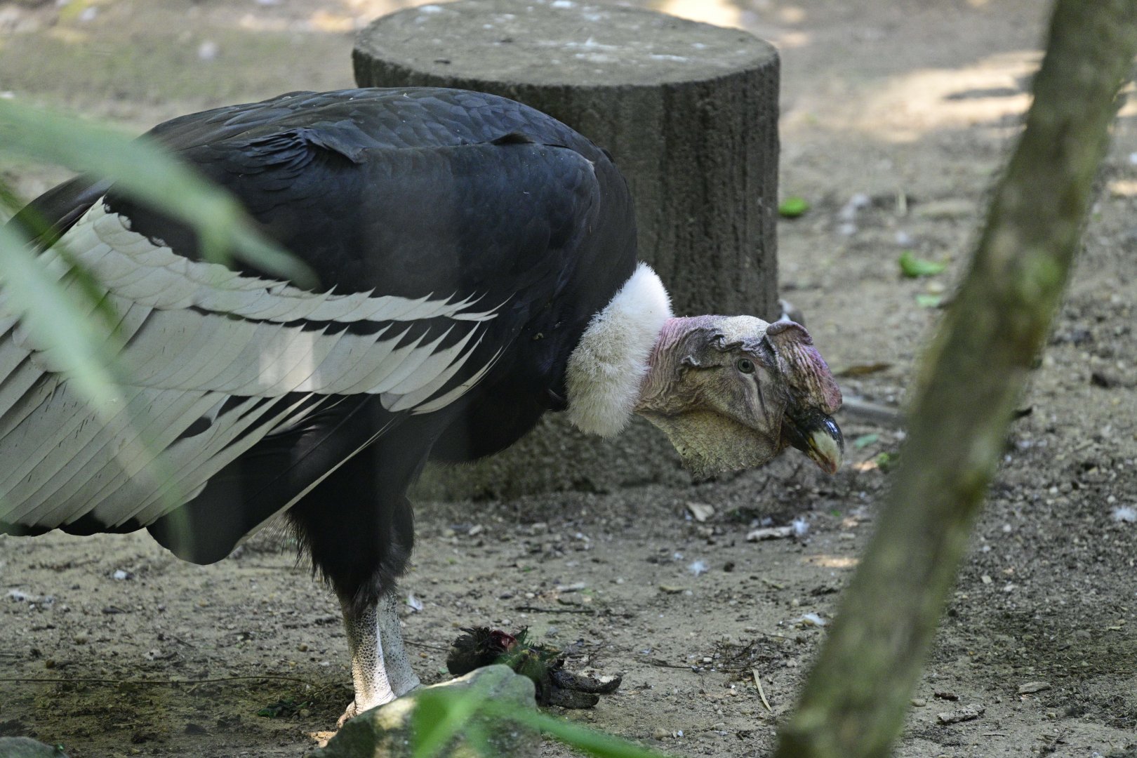 Birds of Prey - Andean Condor (Vultur gryphus)