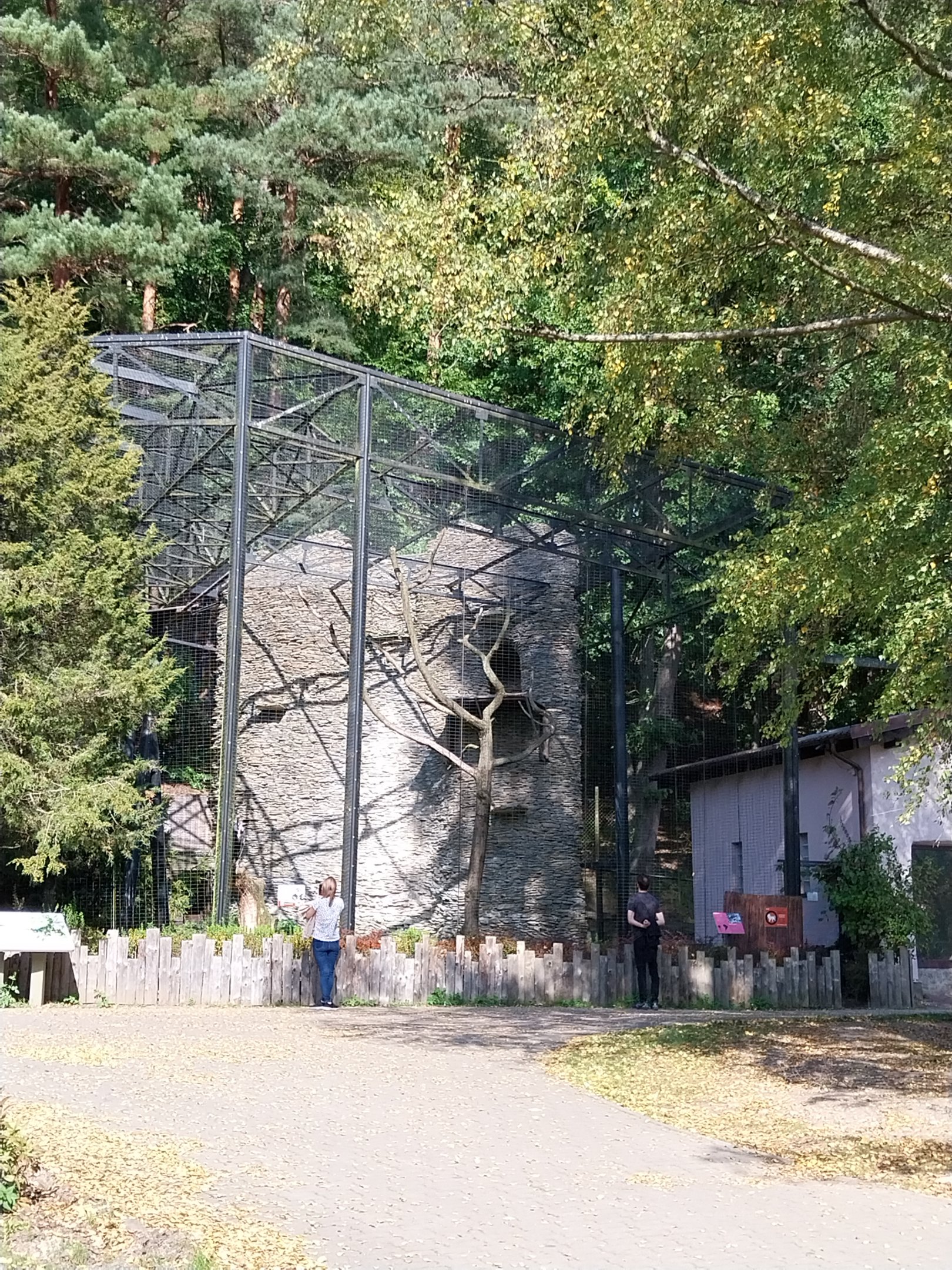 Birds of Prey - Andean Condor (Vultur gryphus)