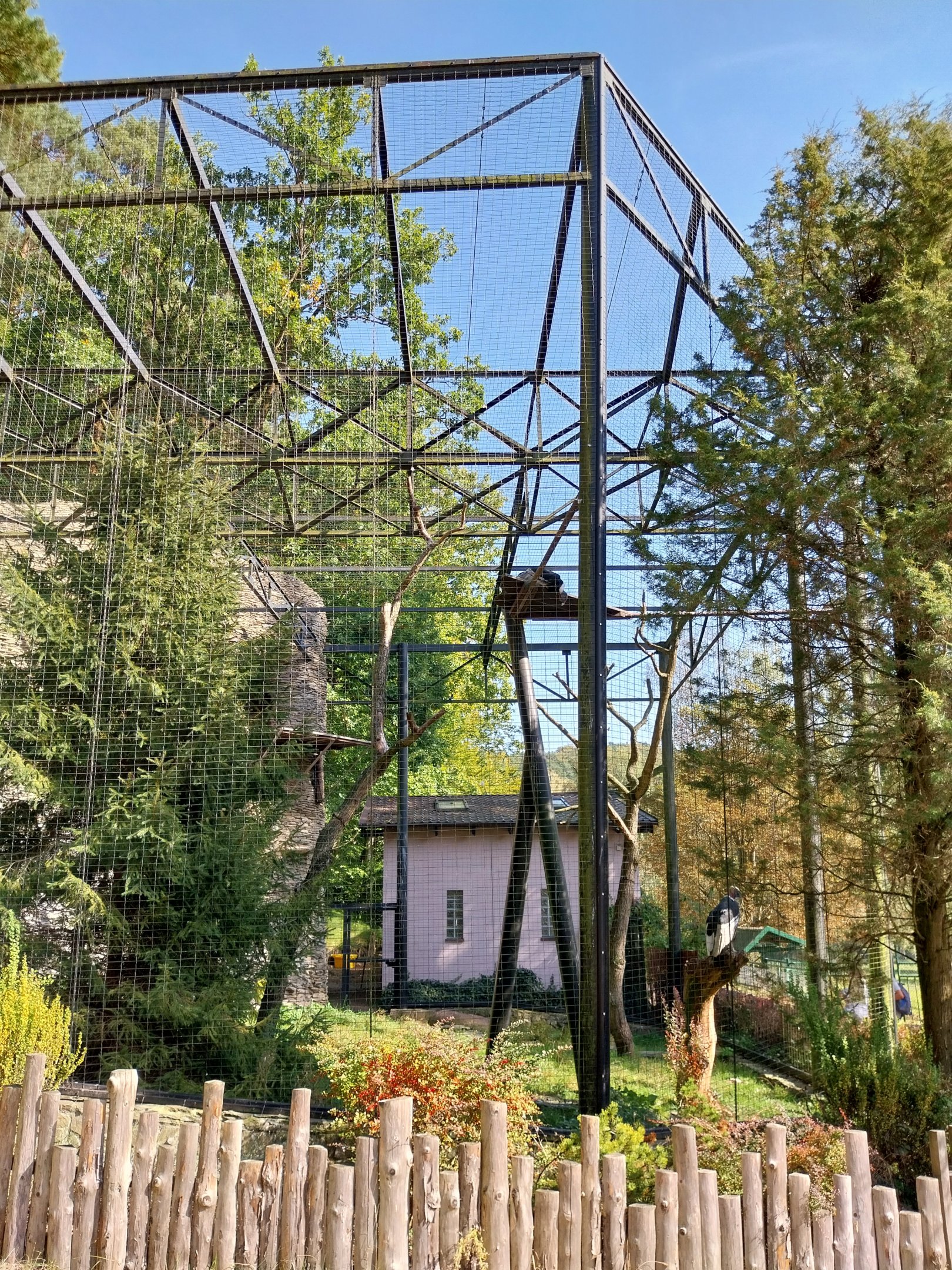 Birds of Prey - Andean Condor (Vultur gryphus)