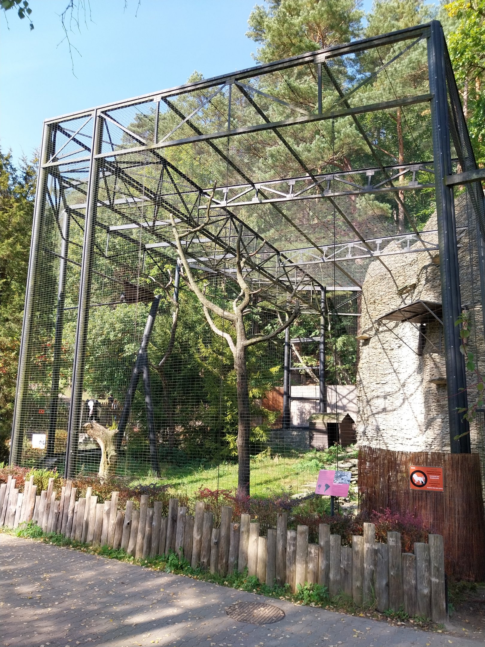 Birds of Prey - Andean Condor (Vultur gryphus)